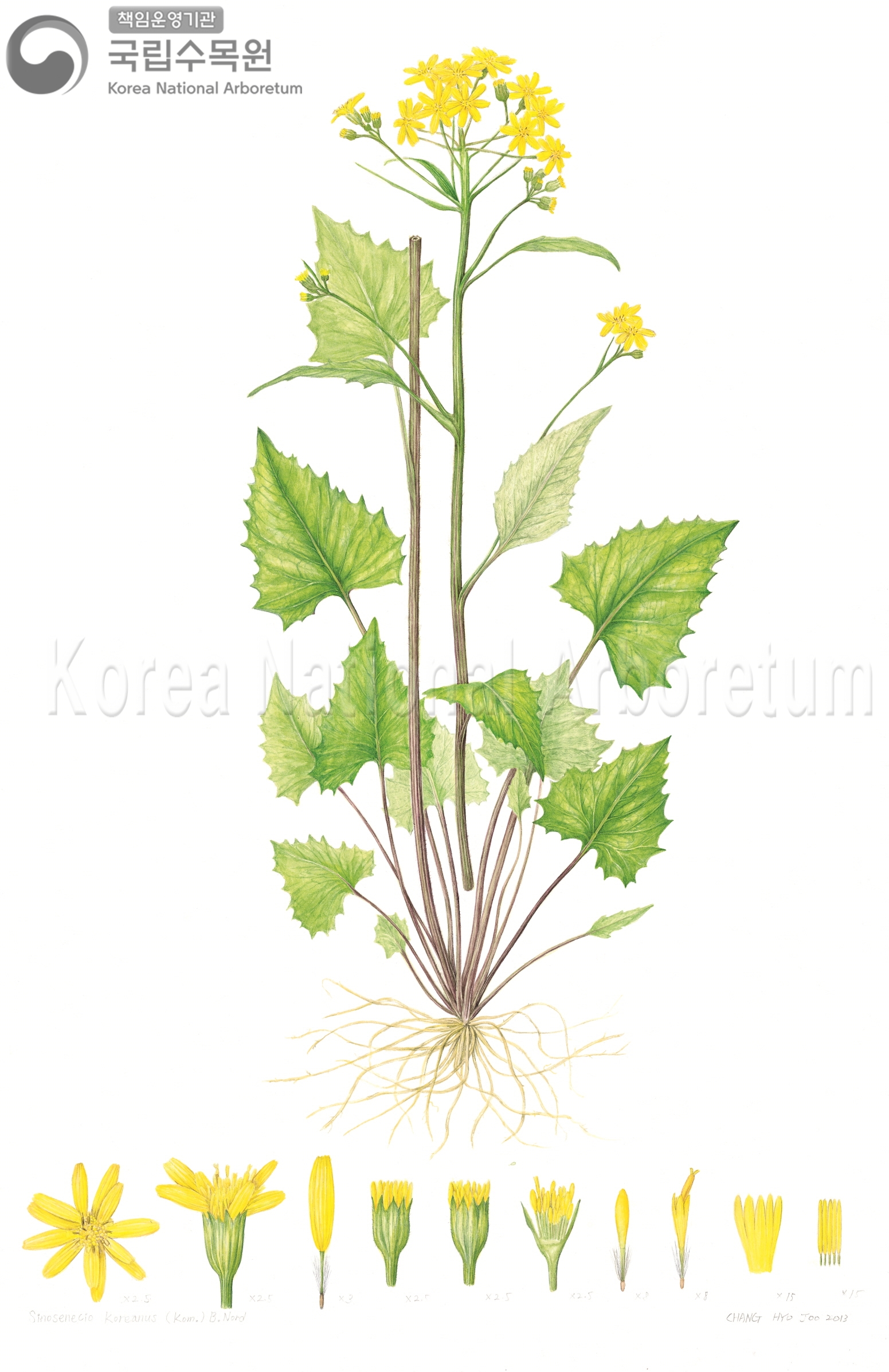 Plant Illustration Detailed View