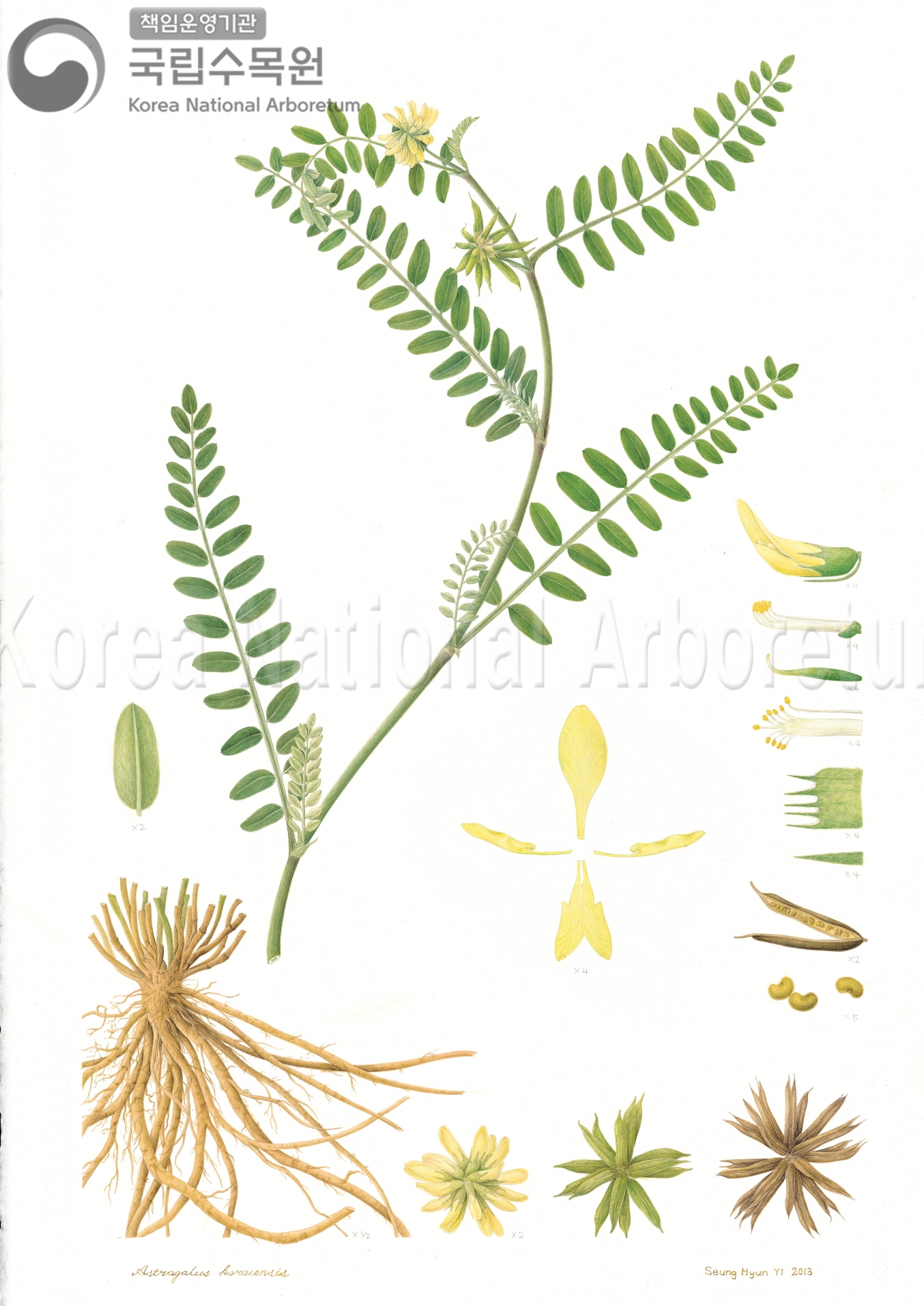 Plant Illustration Detailed View