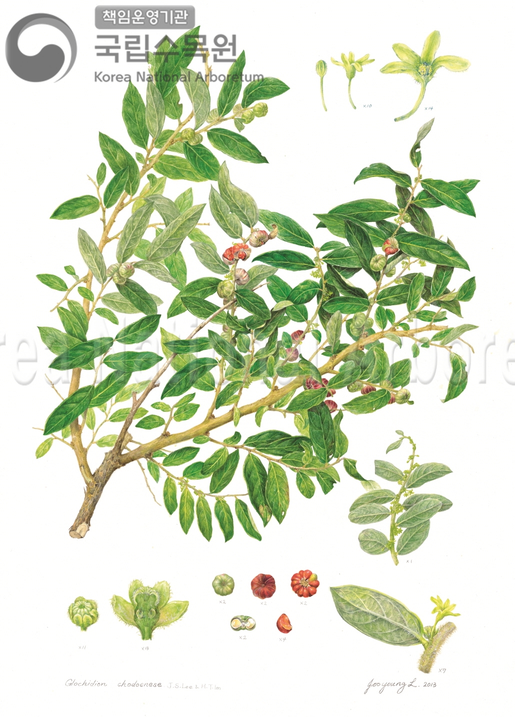 Plant Illustration Detailed View