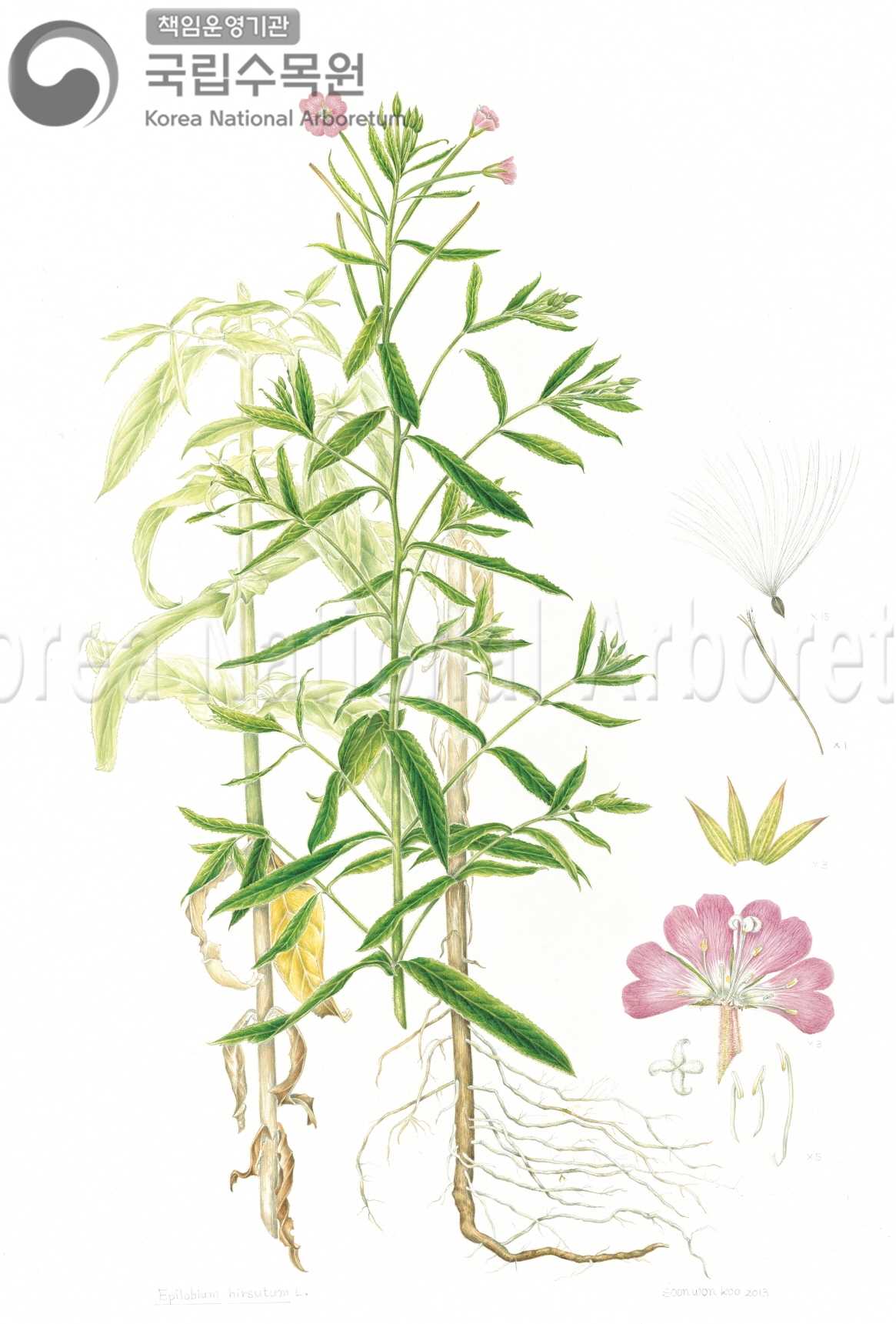 Plant Illustration Detailed View