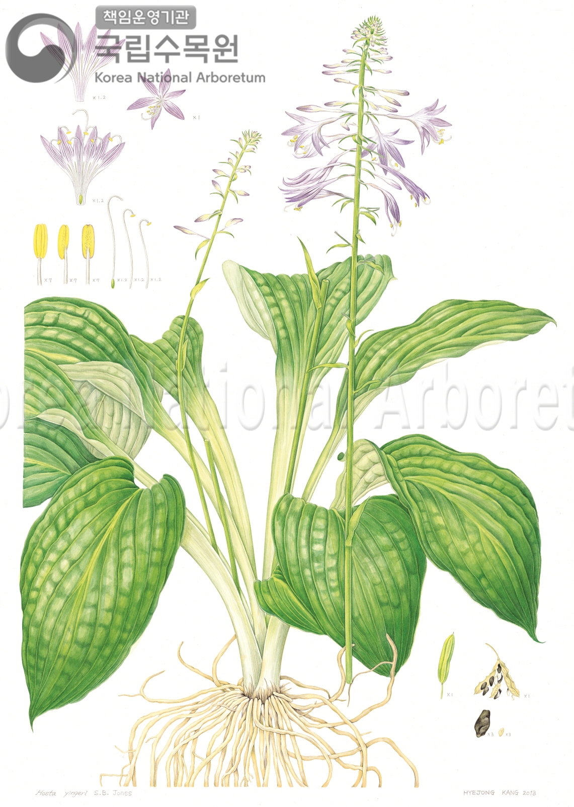 Plant Illustration Detailed View