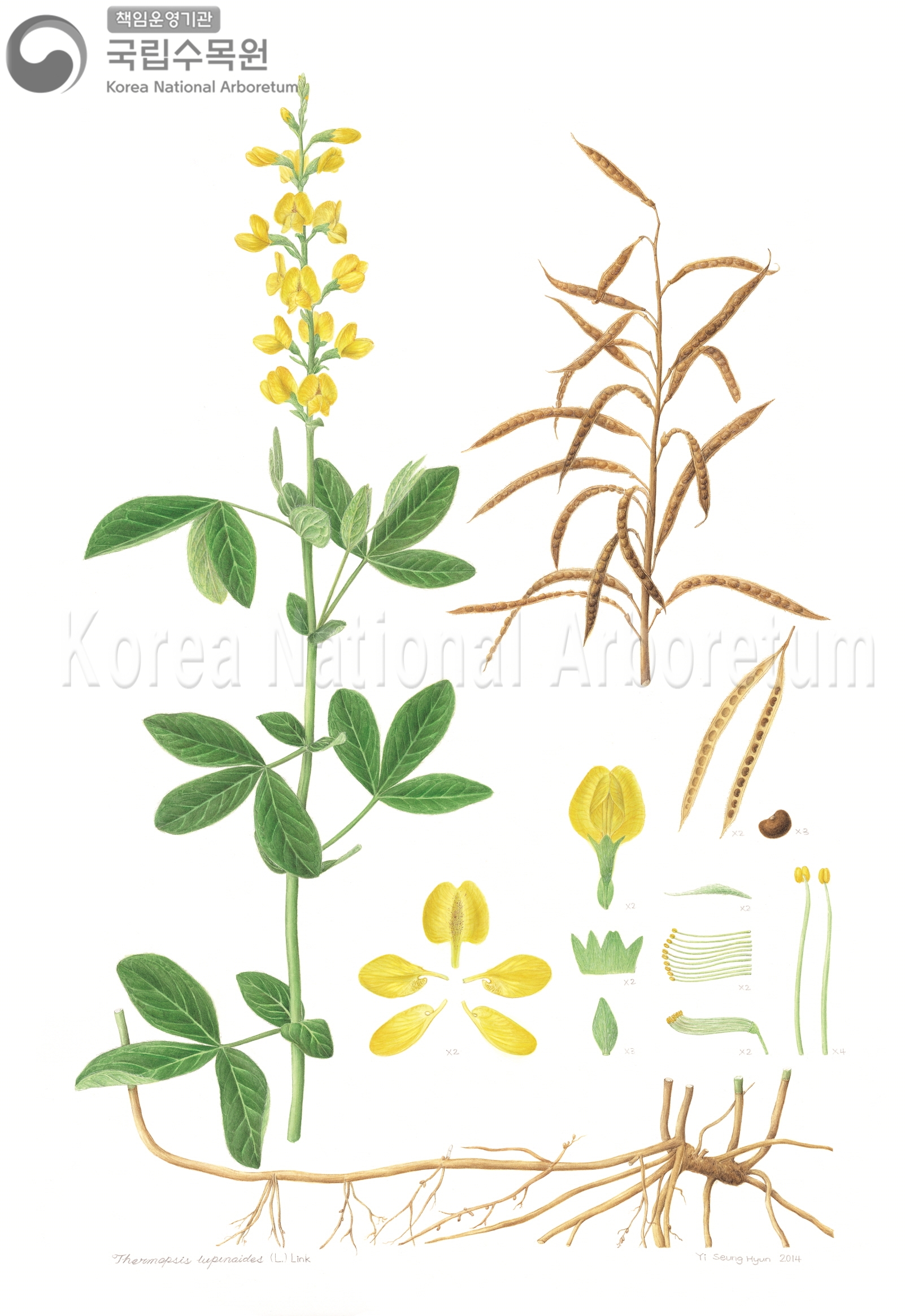 Plant Illustration Detailed View