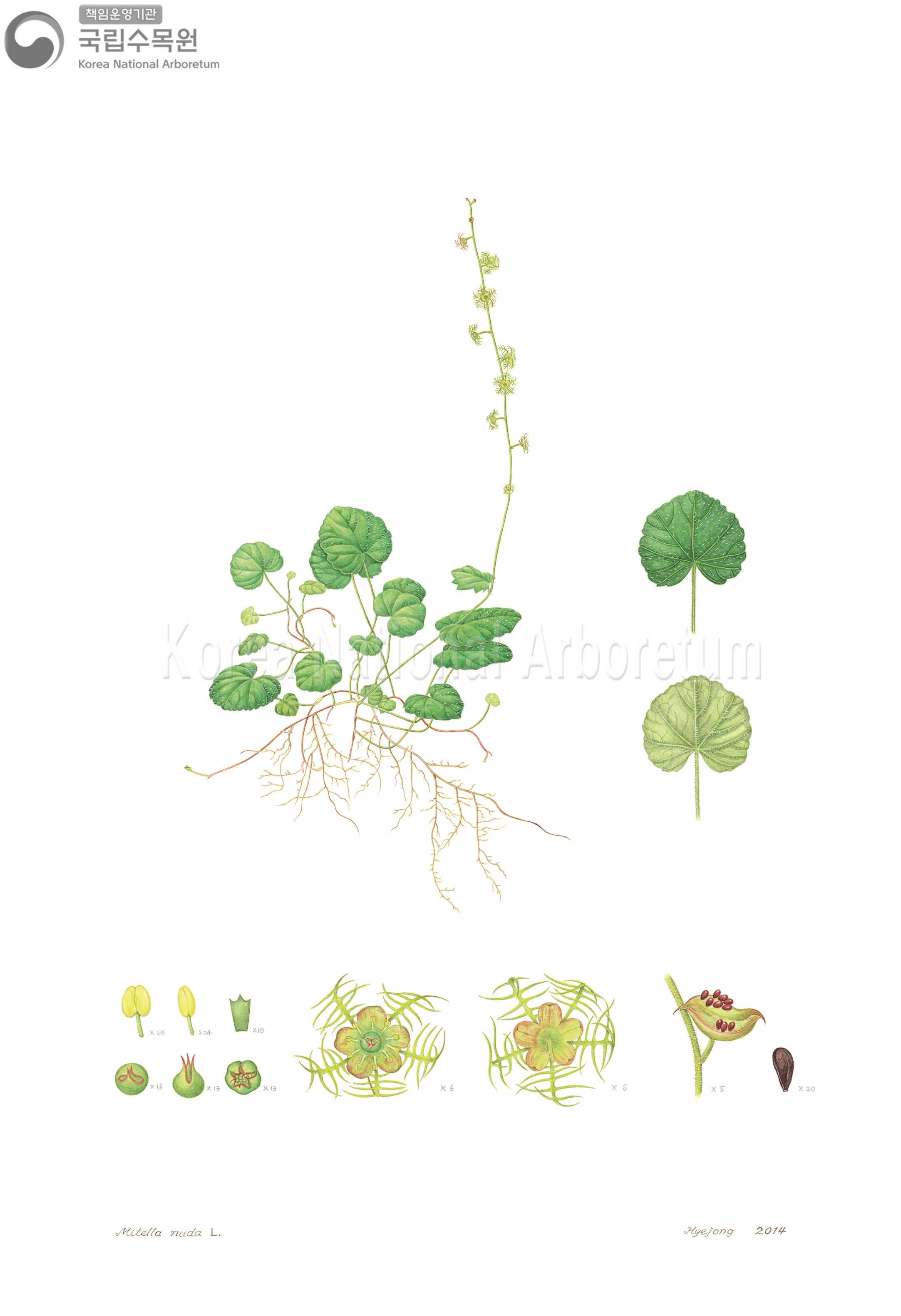 Plant Illustration Detailed View