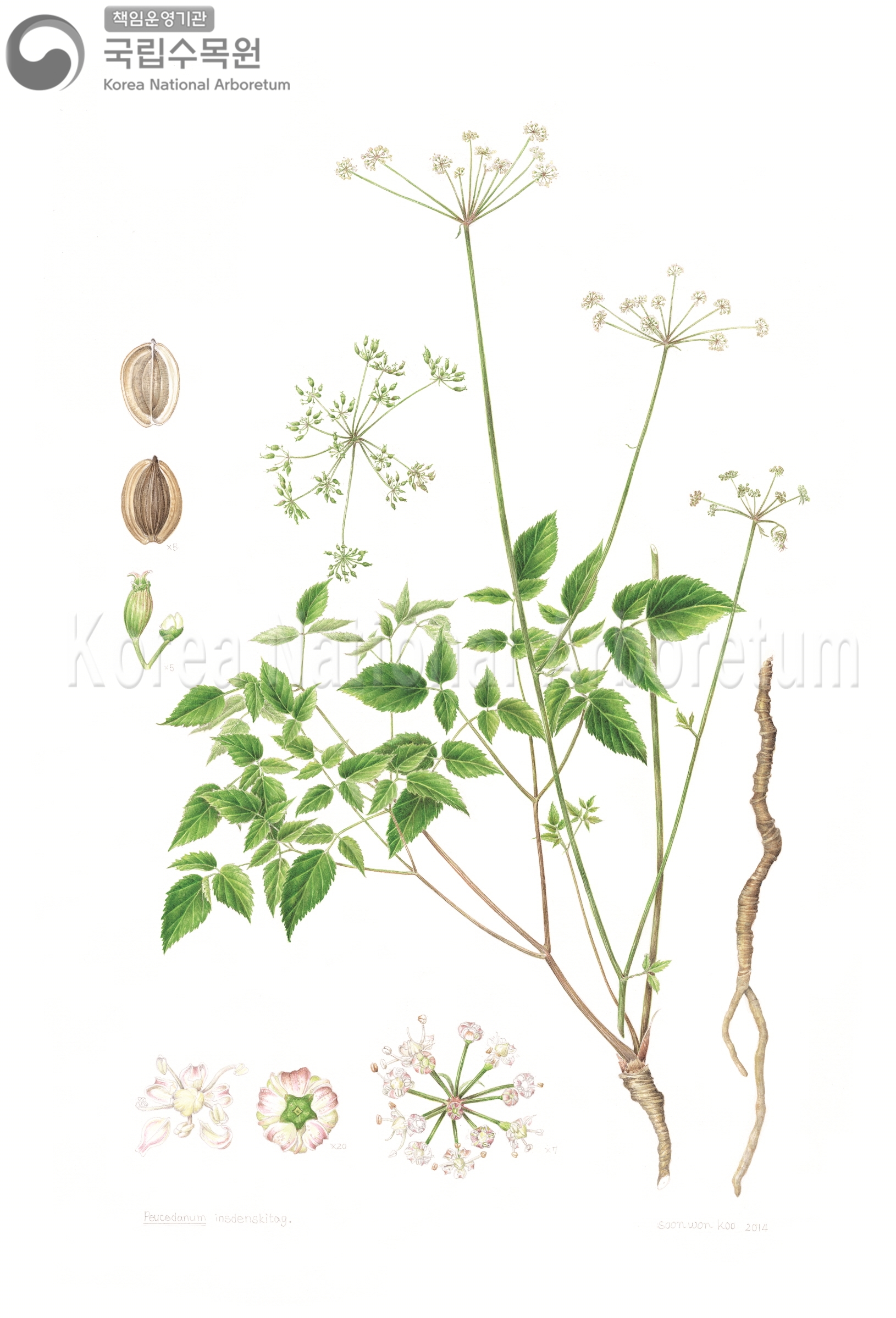 Plant Illustration Detailed View