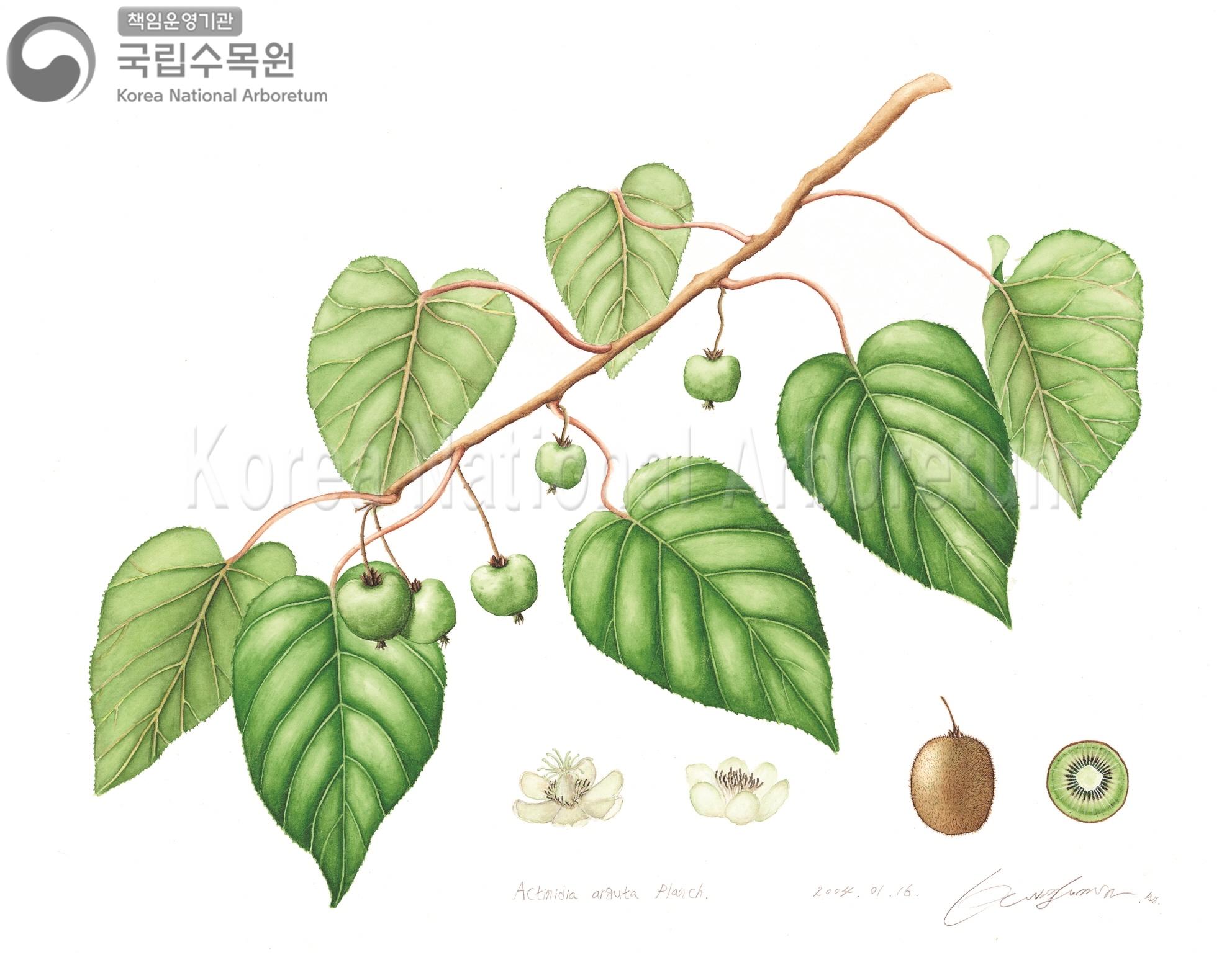 Plant Illustration Detailed View