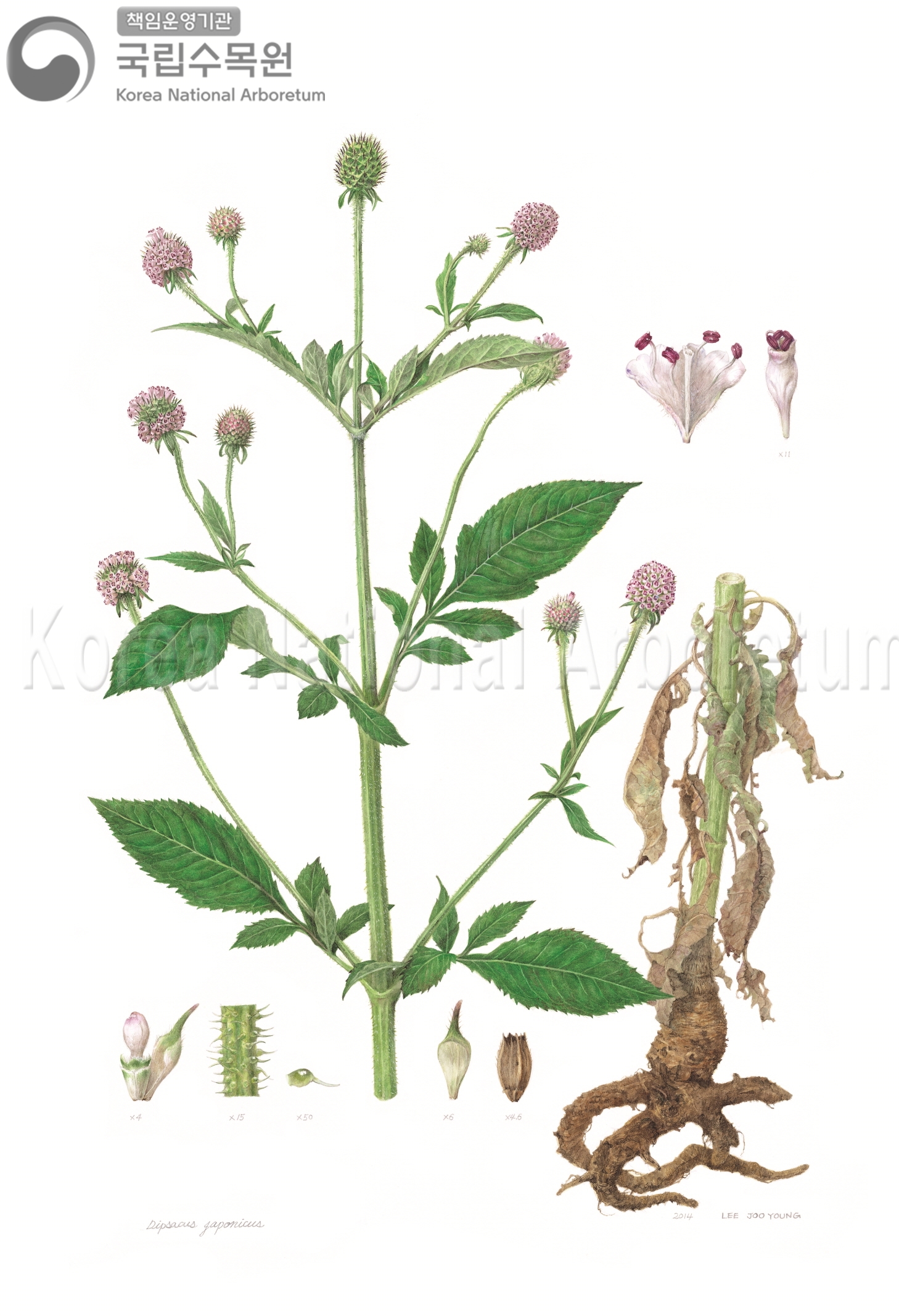 Plant Illustration Detailed View