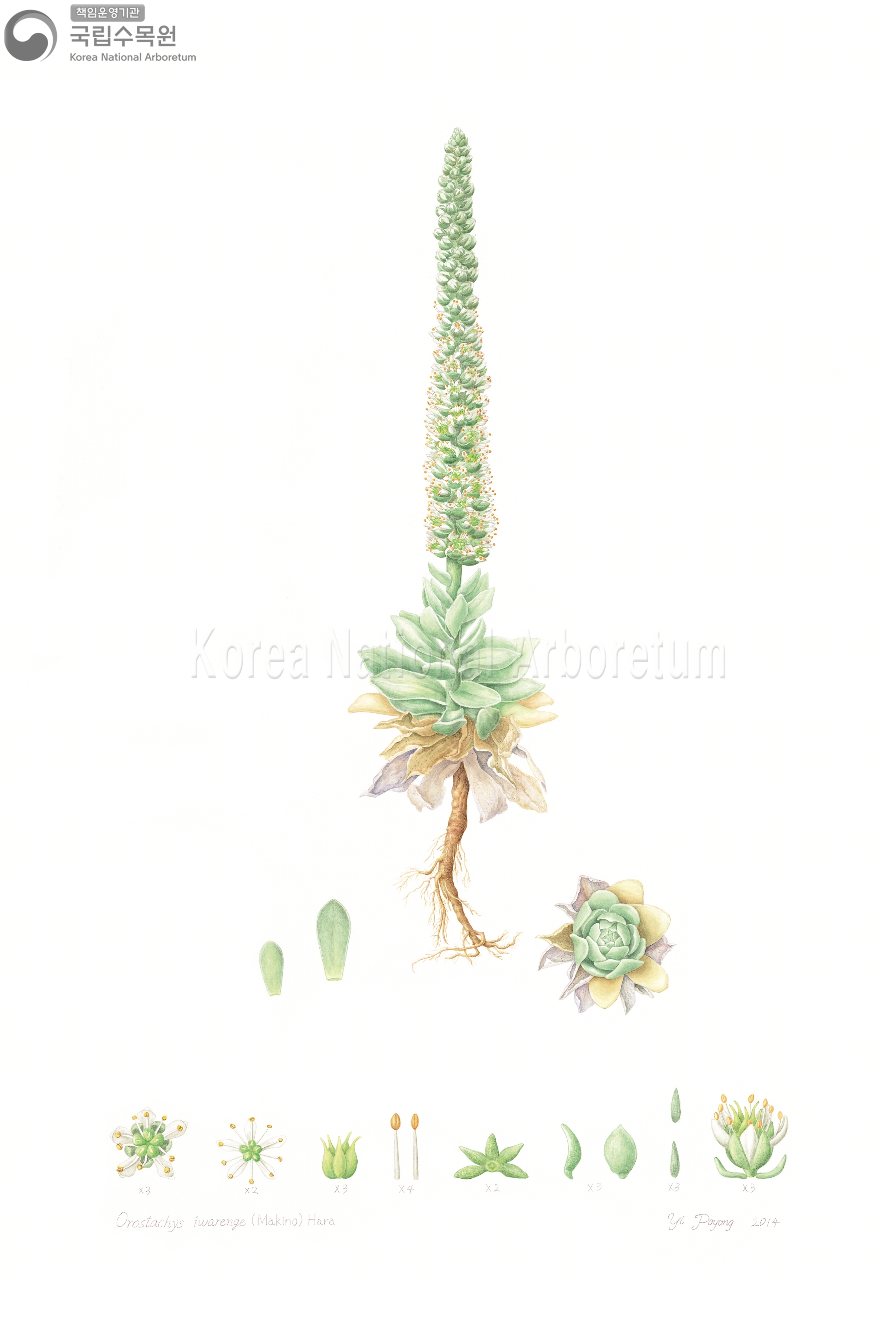 Plant Illustration Detailed View