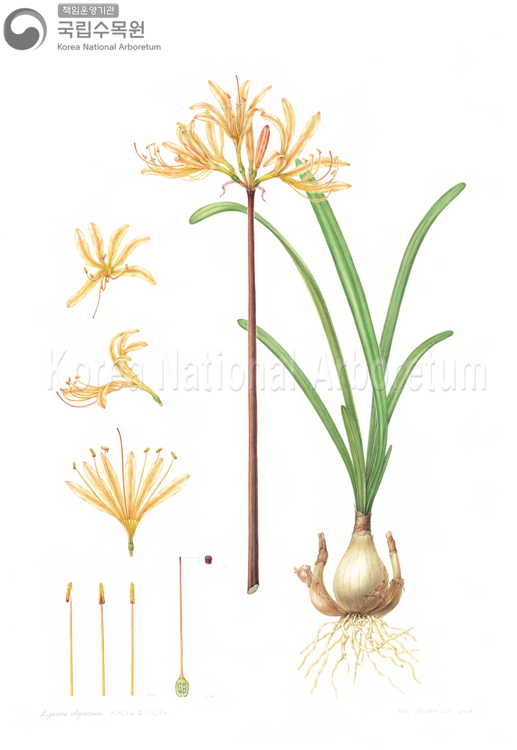 Plant Illustration Detailed View