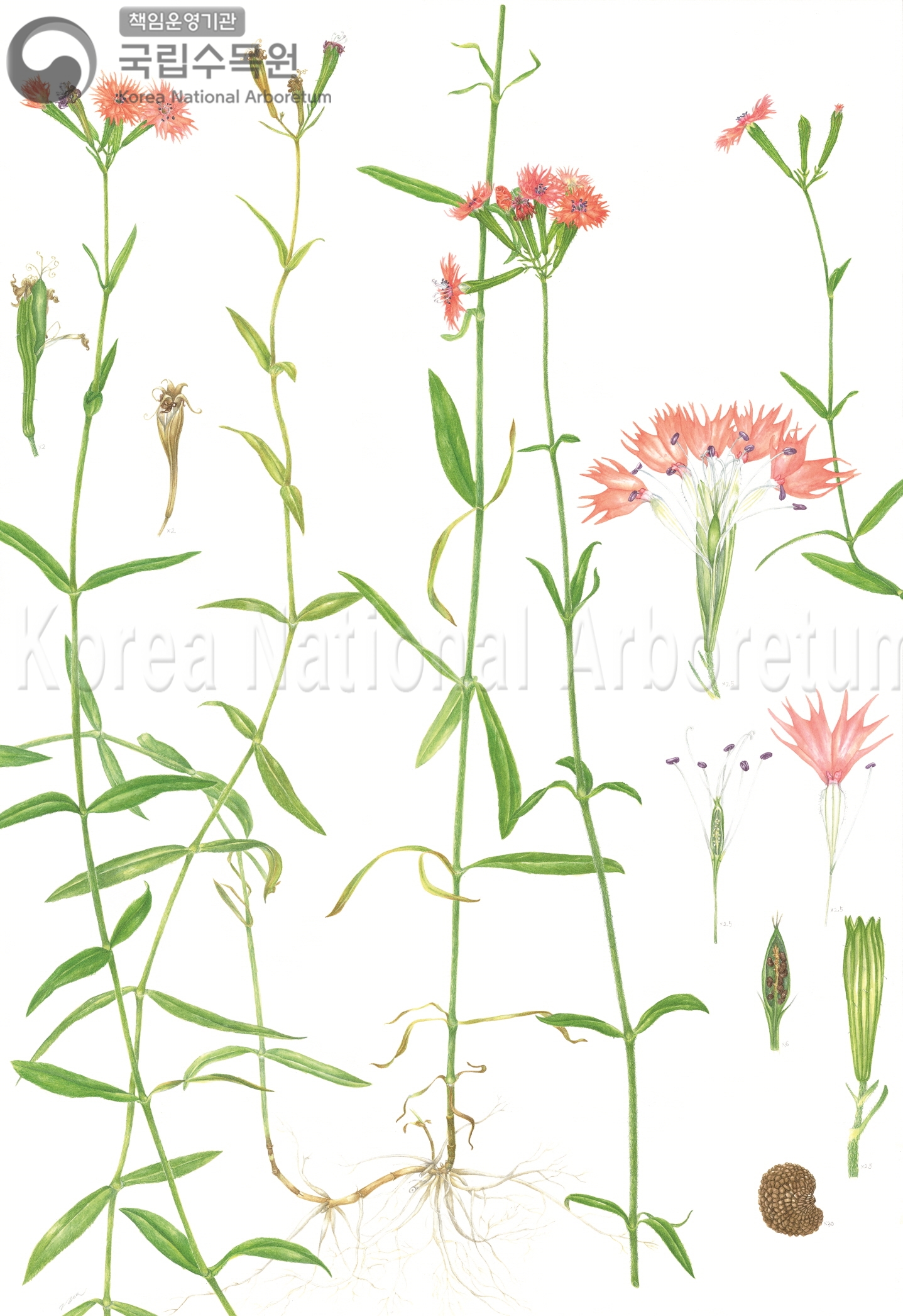 Plant Illustration Detailed View