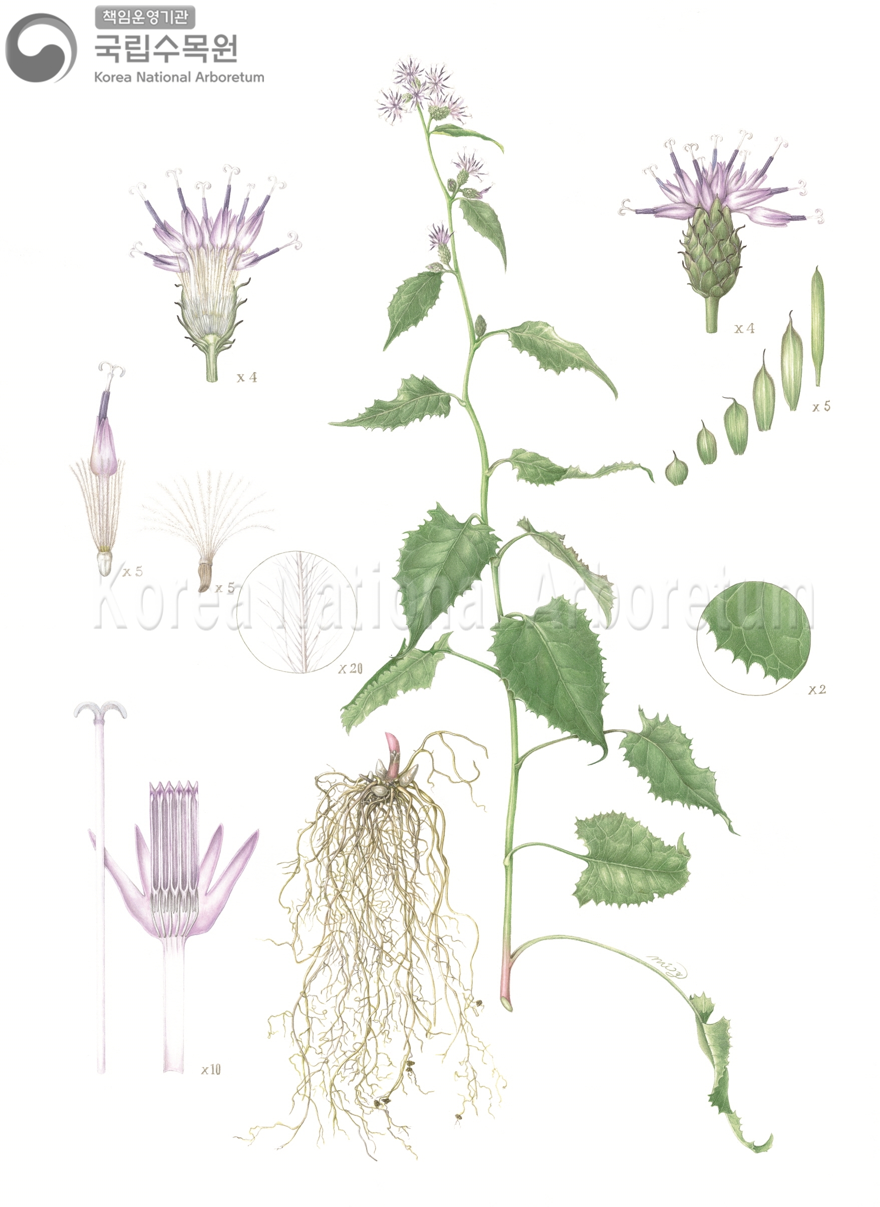 Plant Illustration Detailed View