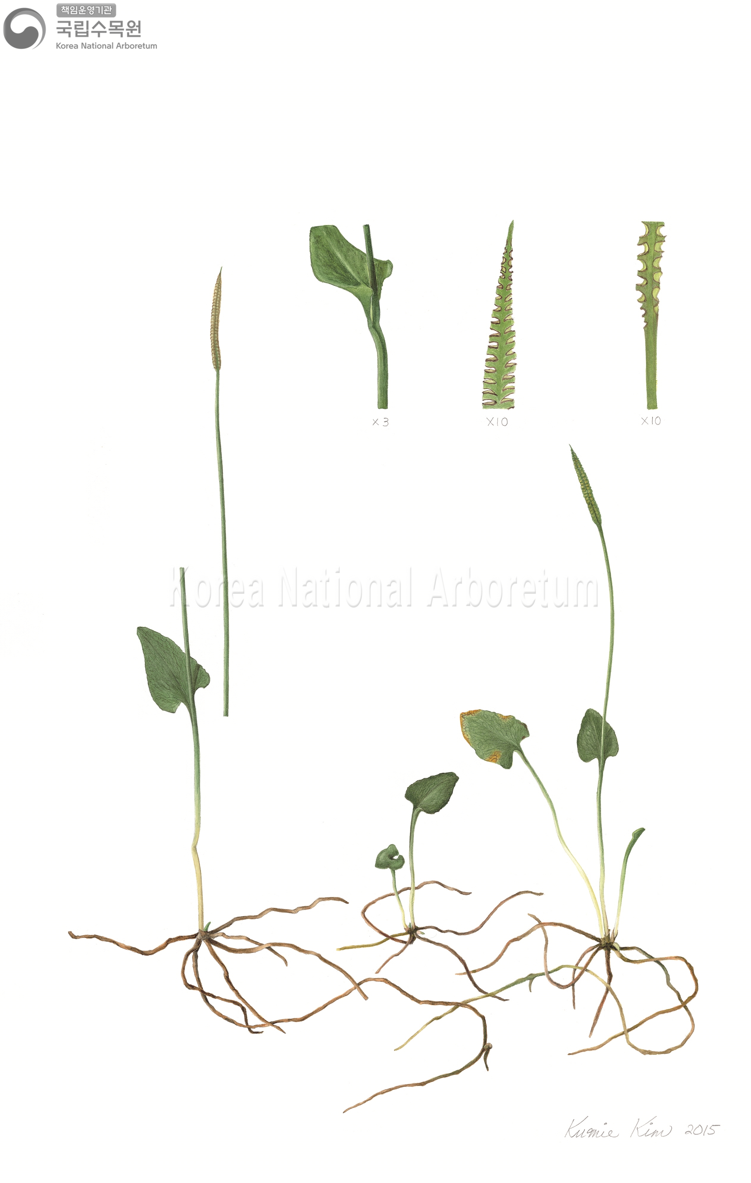 Plant Illustration Detailed View