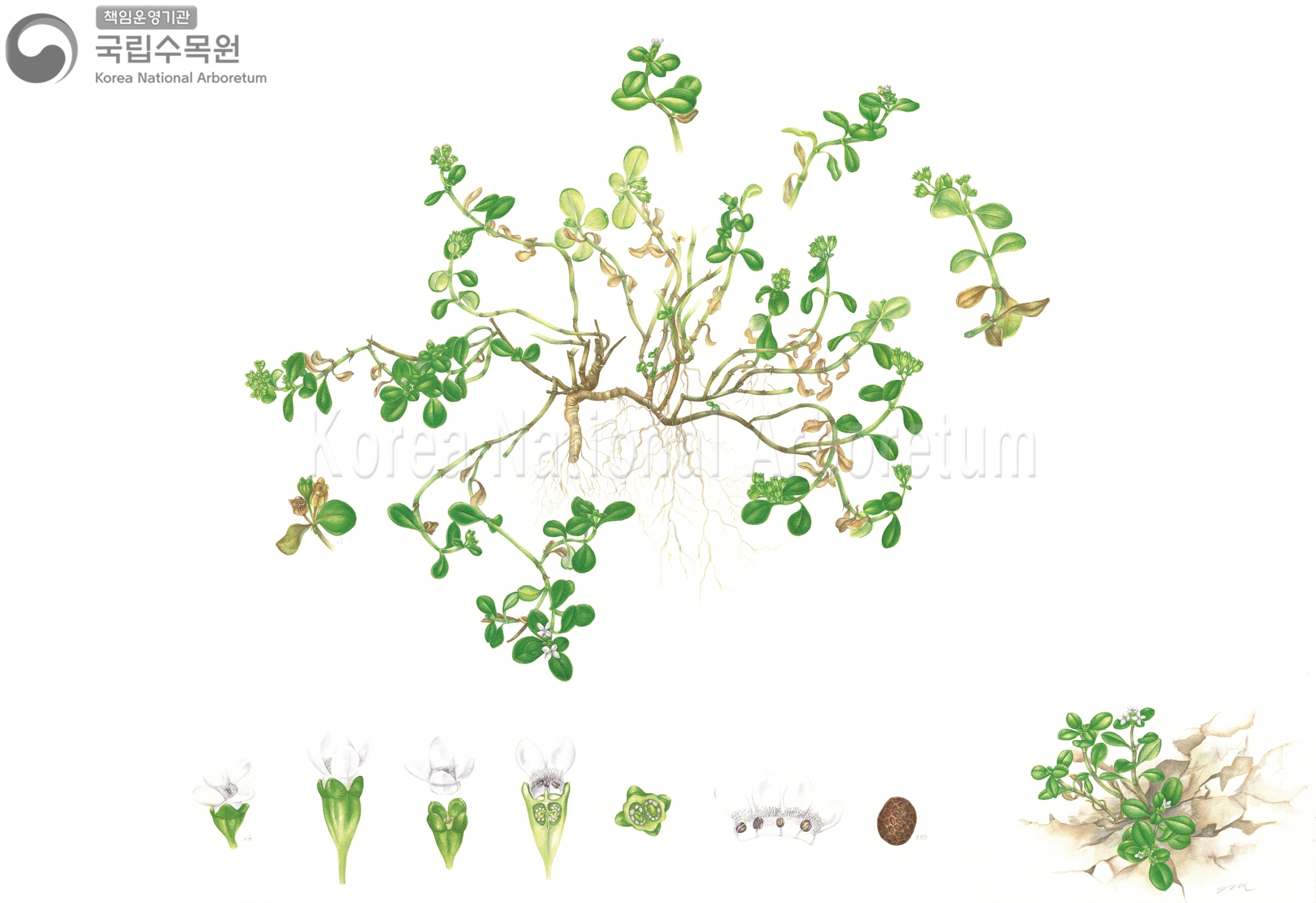 Plant Illustration Detailed View