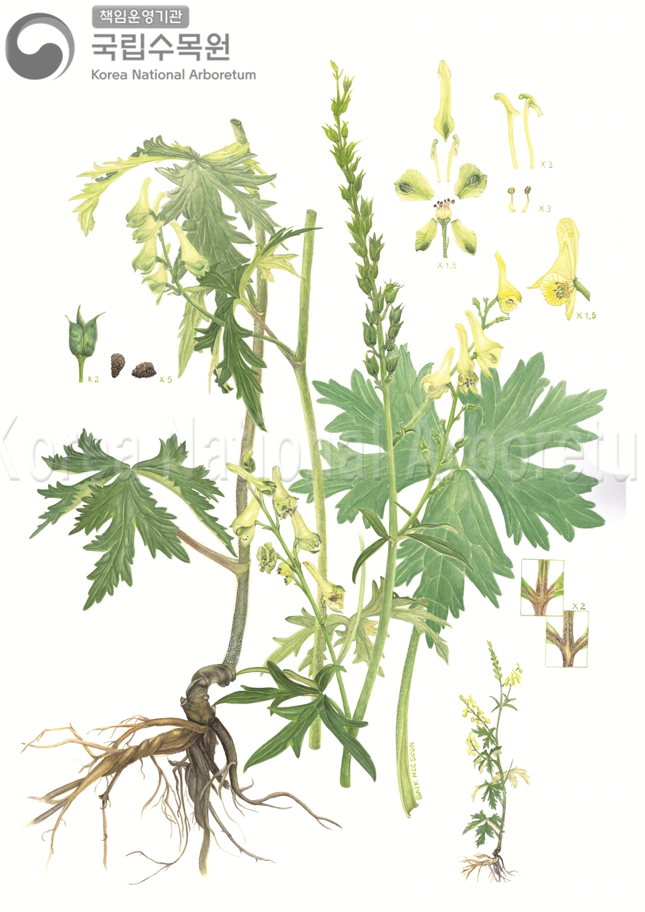 Plant Illustration Detailed View