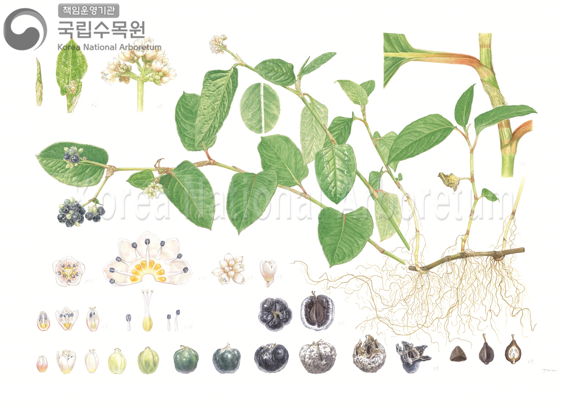 Plant Illustration Detailed View