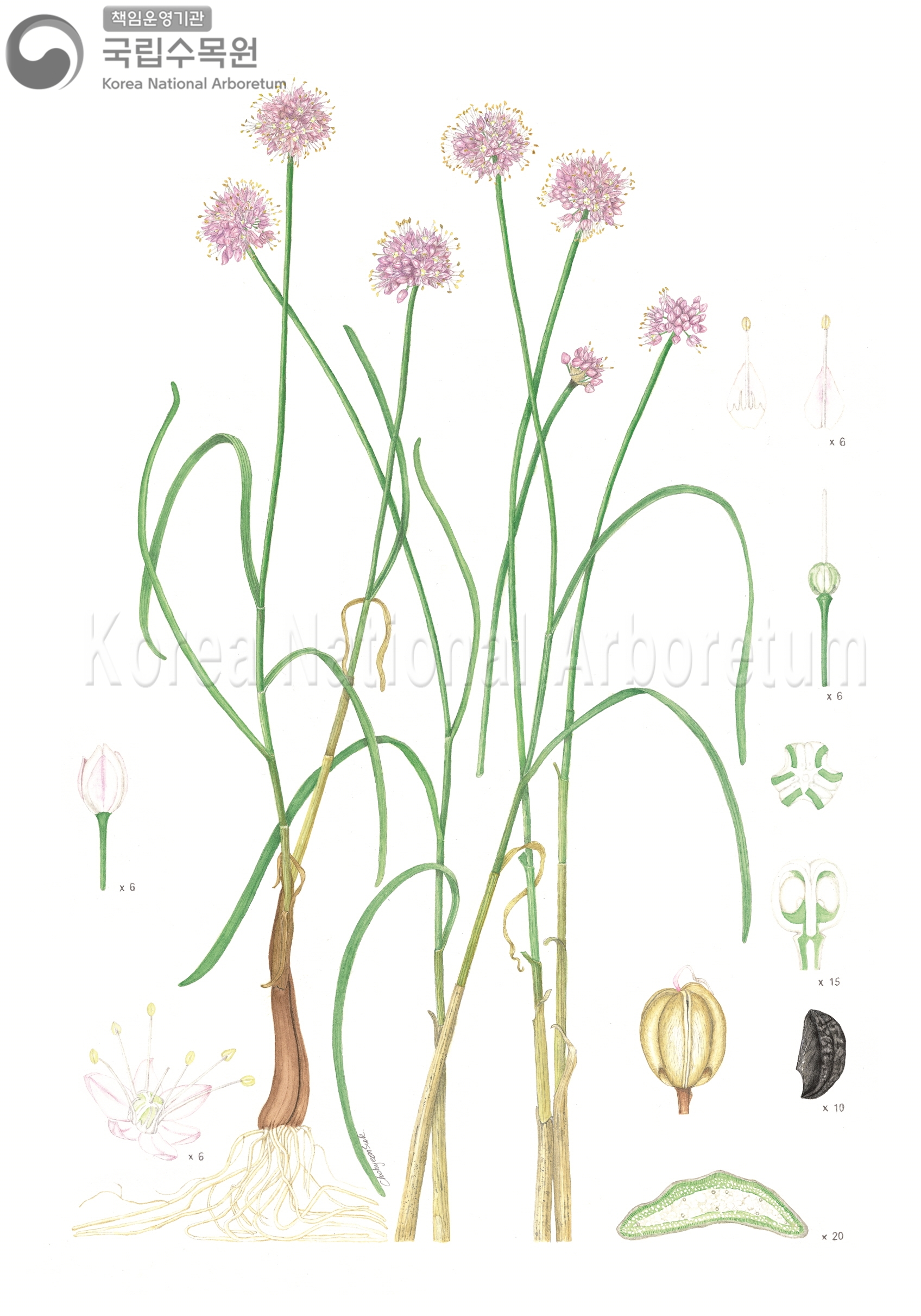 Plant Illustration Detailed View