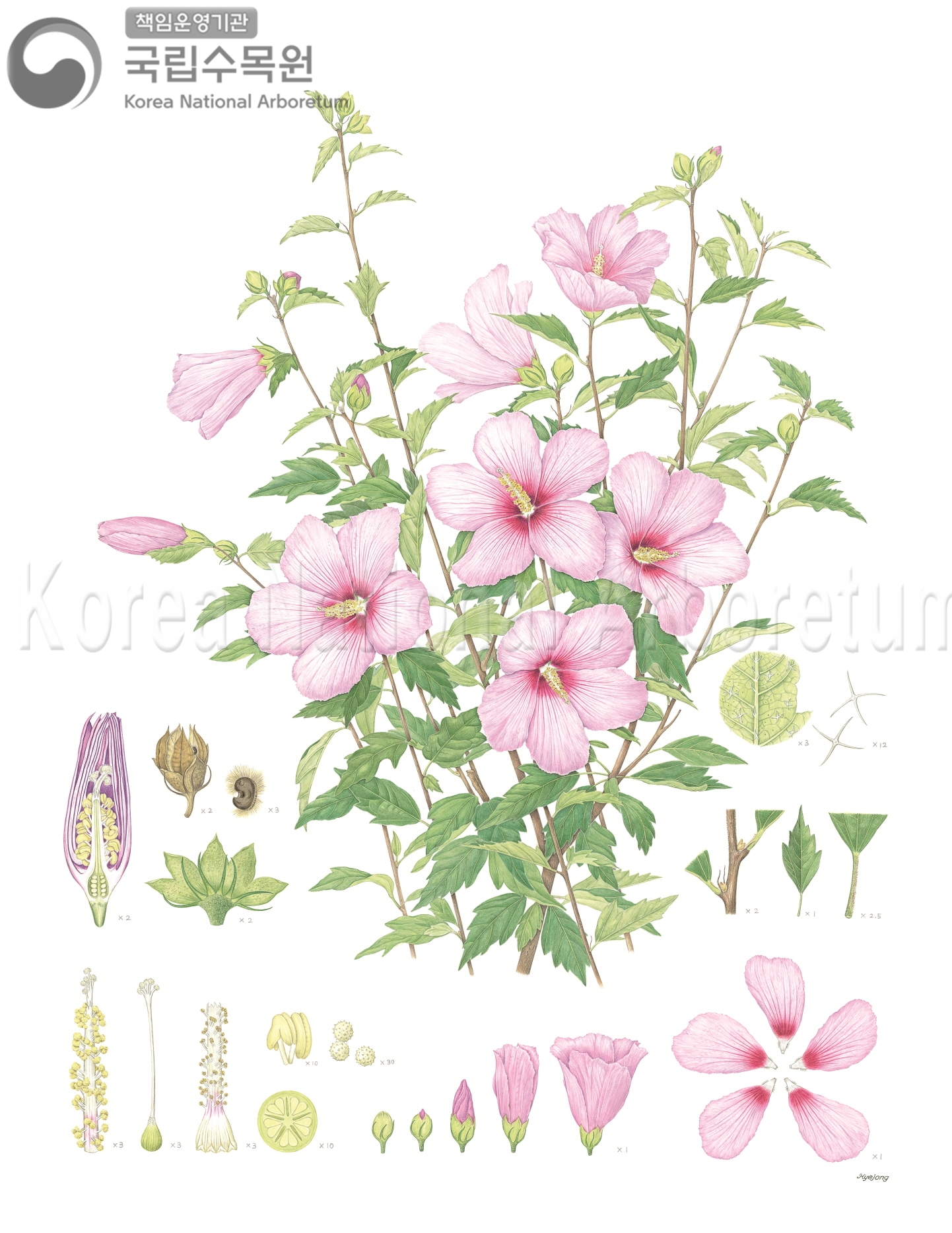 Plant Illustration Detailed View