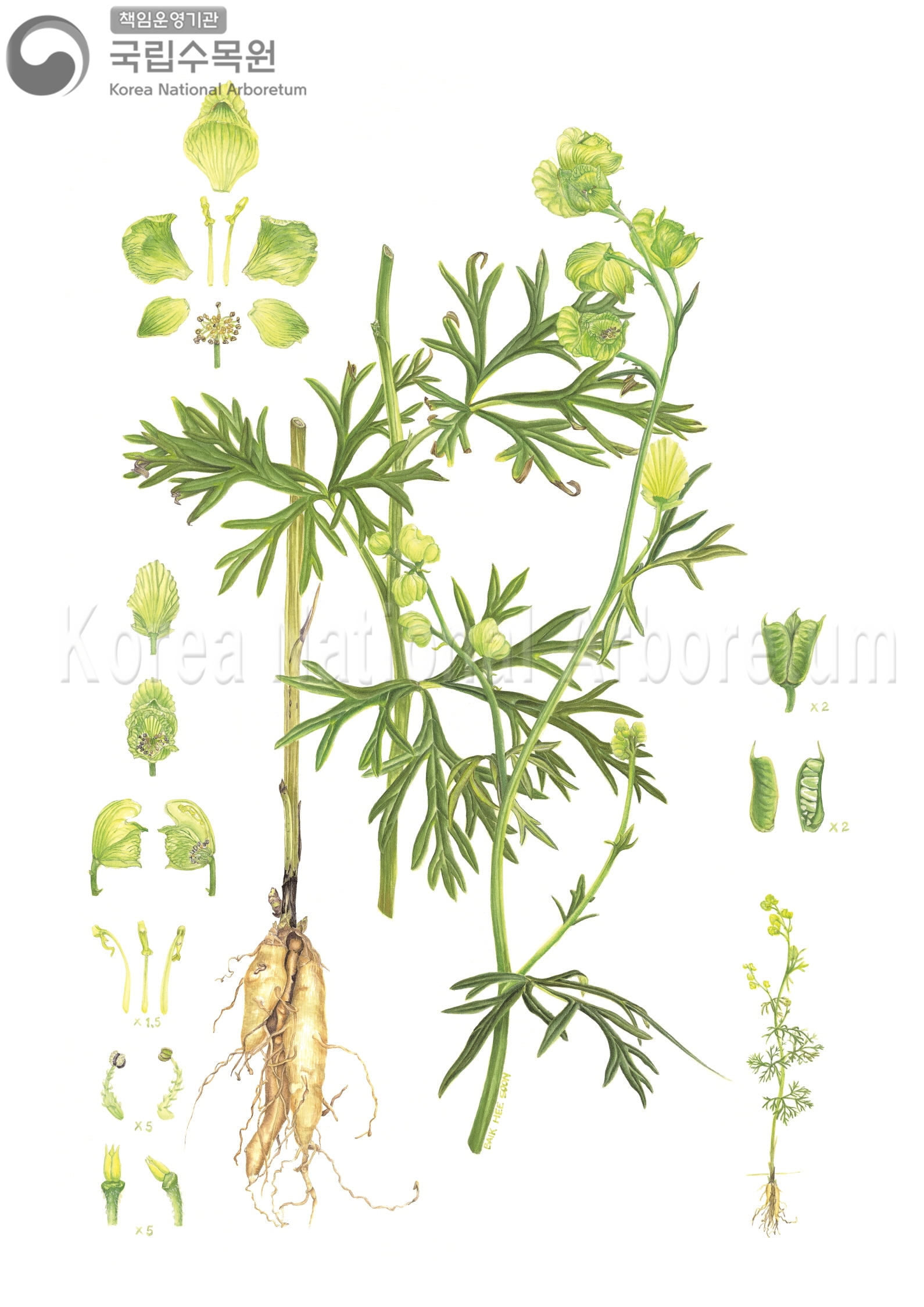 Plant Illustration Detailed View