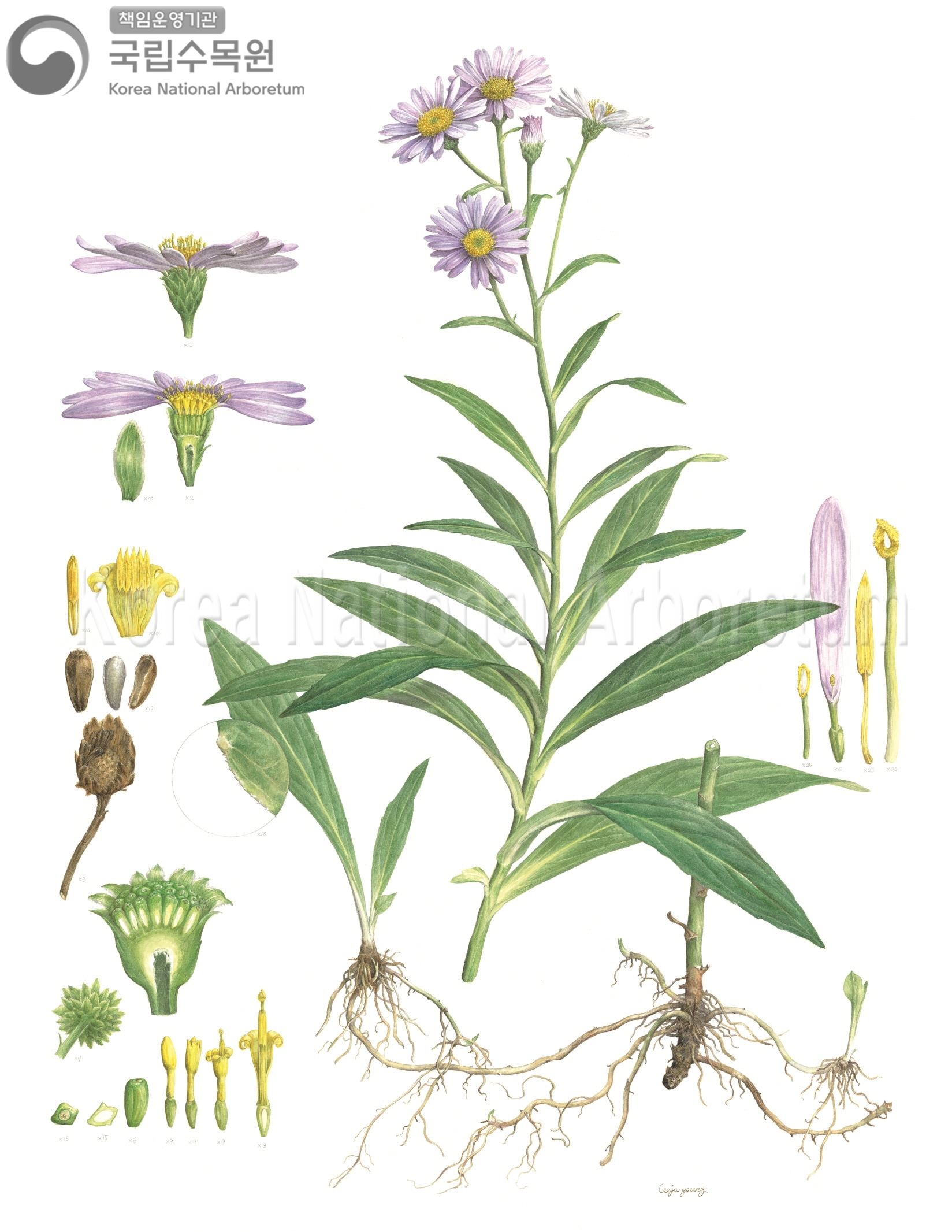 Plant Illustration Detailed View