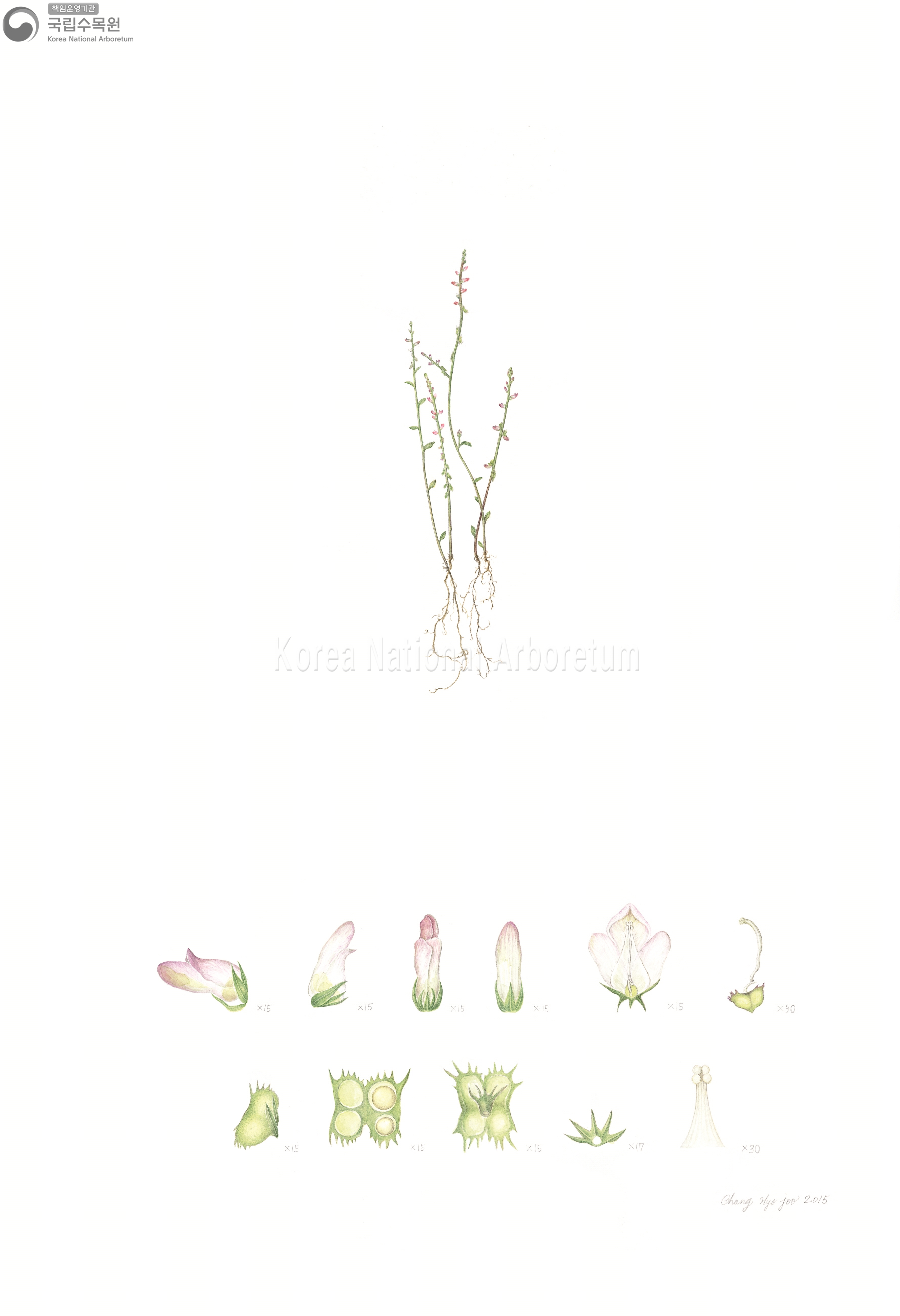 Plant Illustration Detailed View