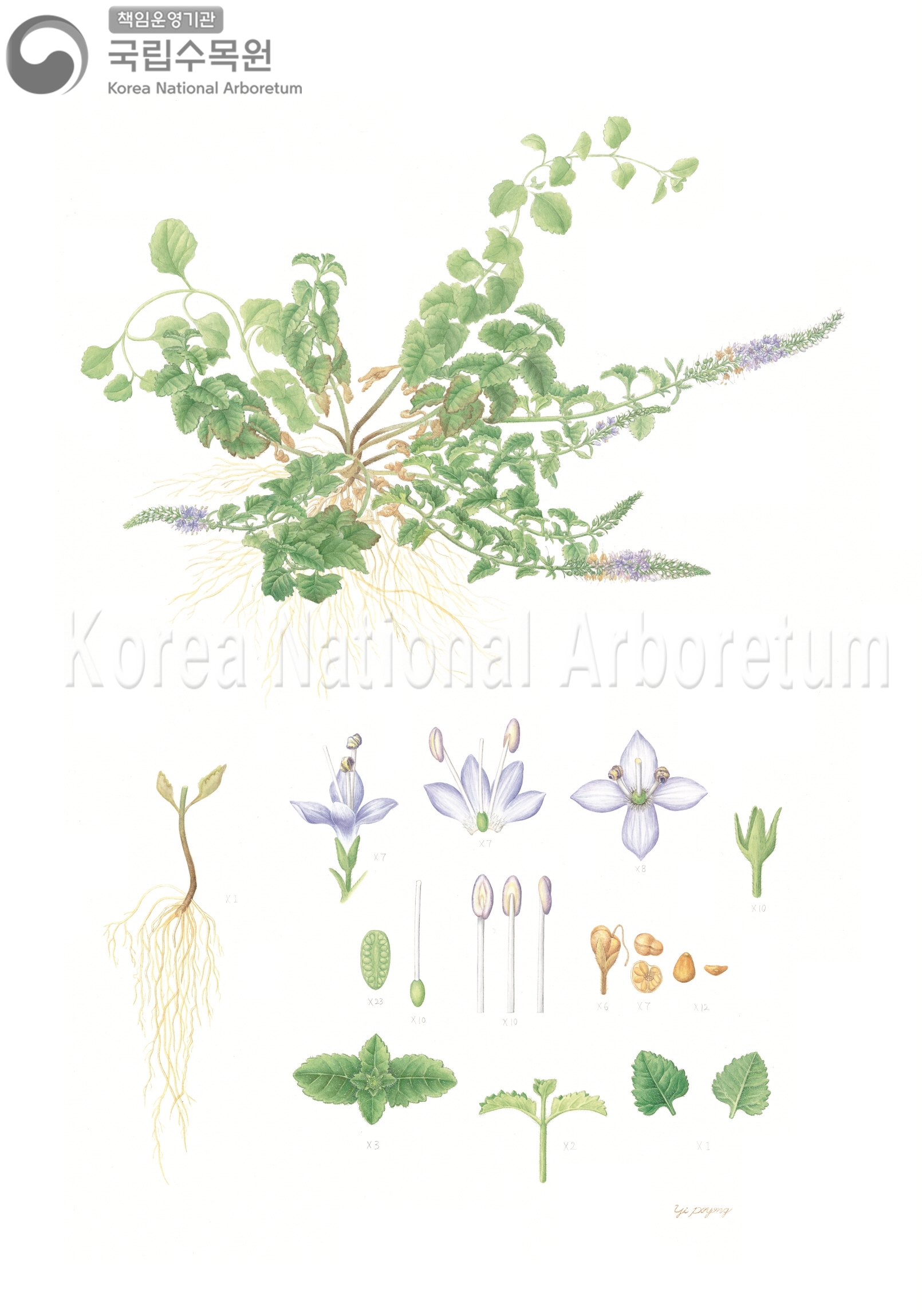 Plant Illustration Detailed View