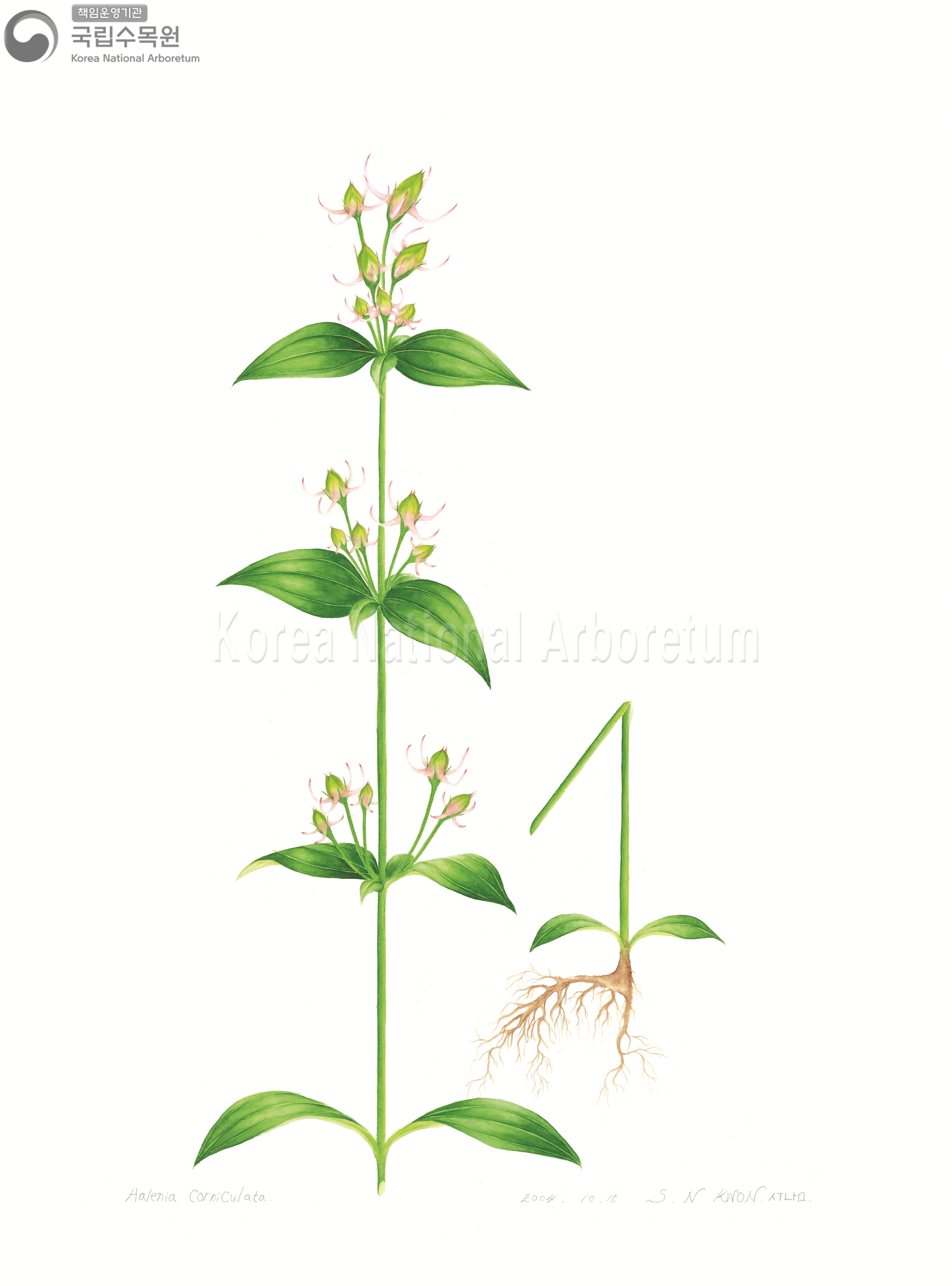 Plant Illustration Detailed View