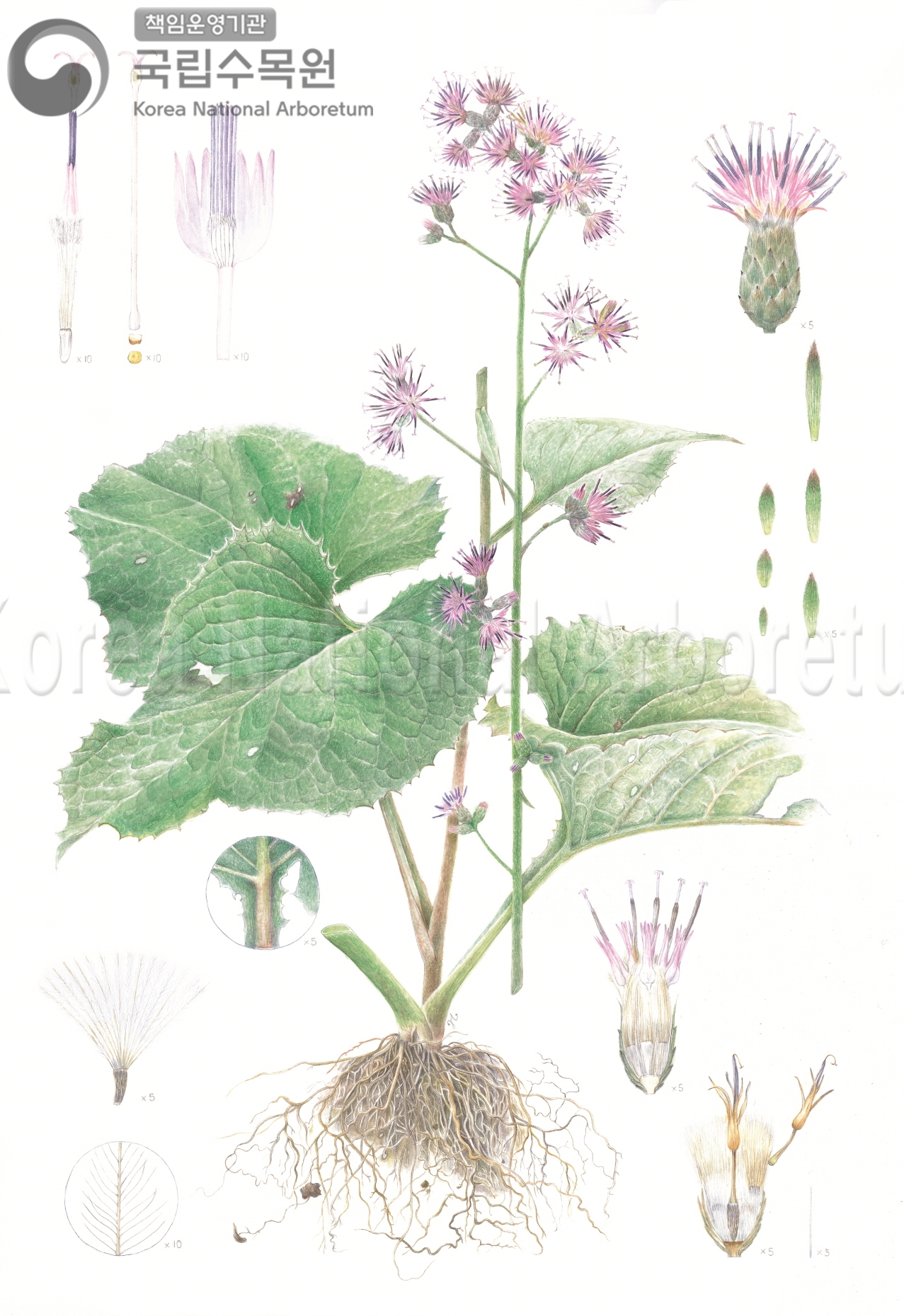 Plant Illustration Detailed View