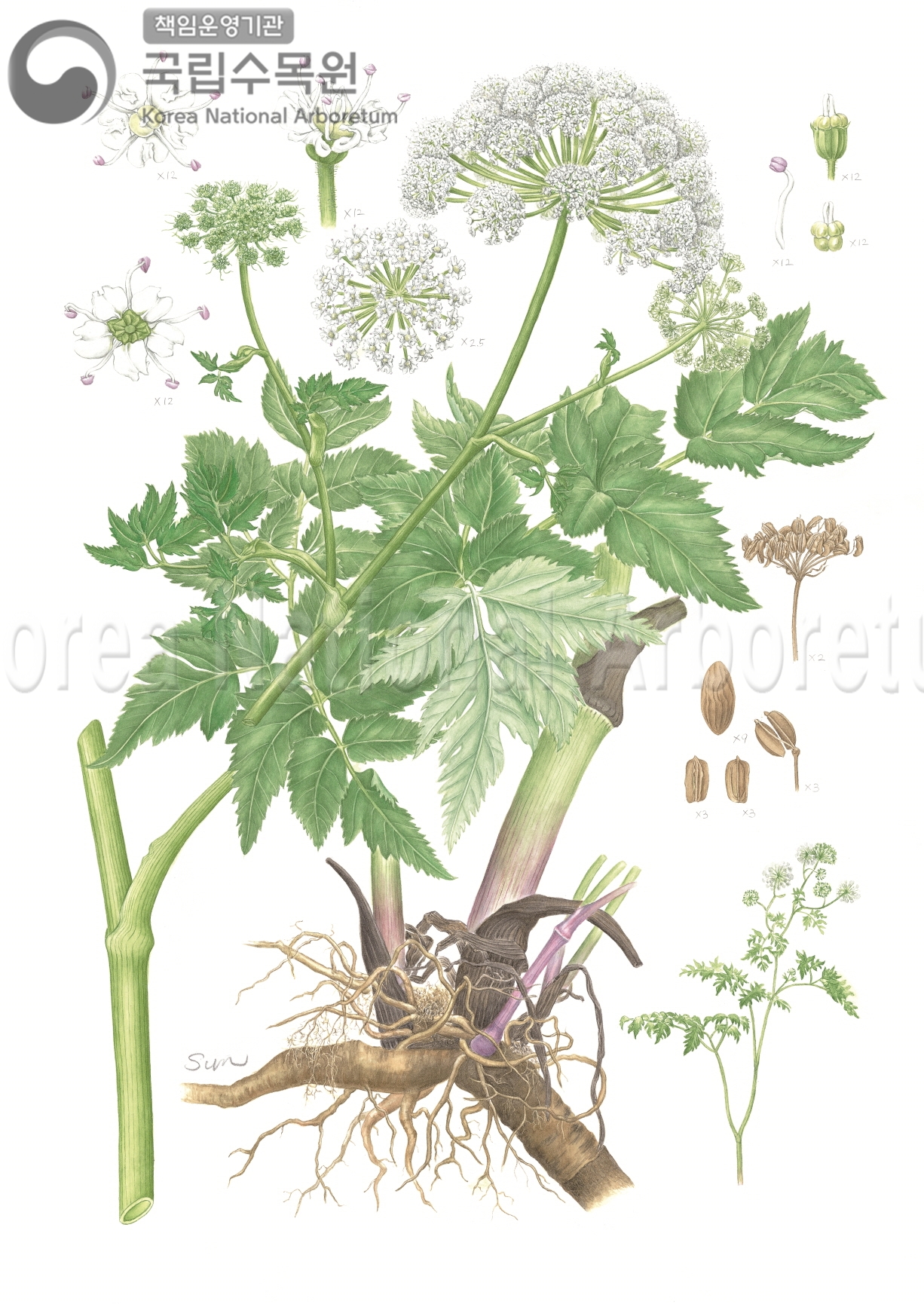 Plant Illustration Detailed View