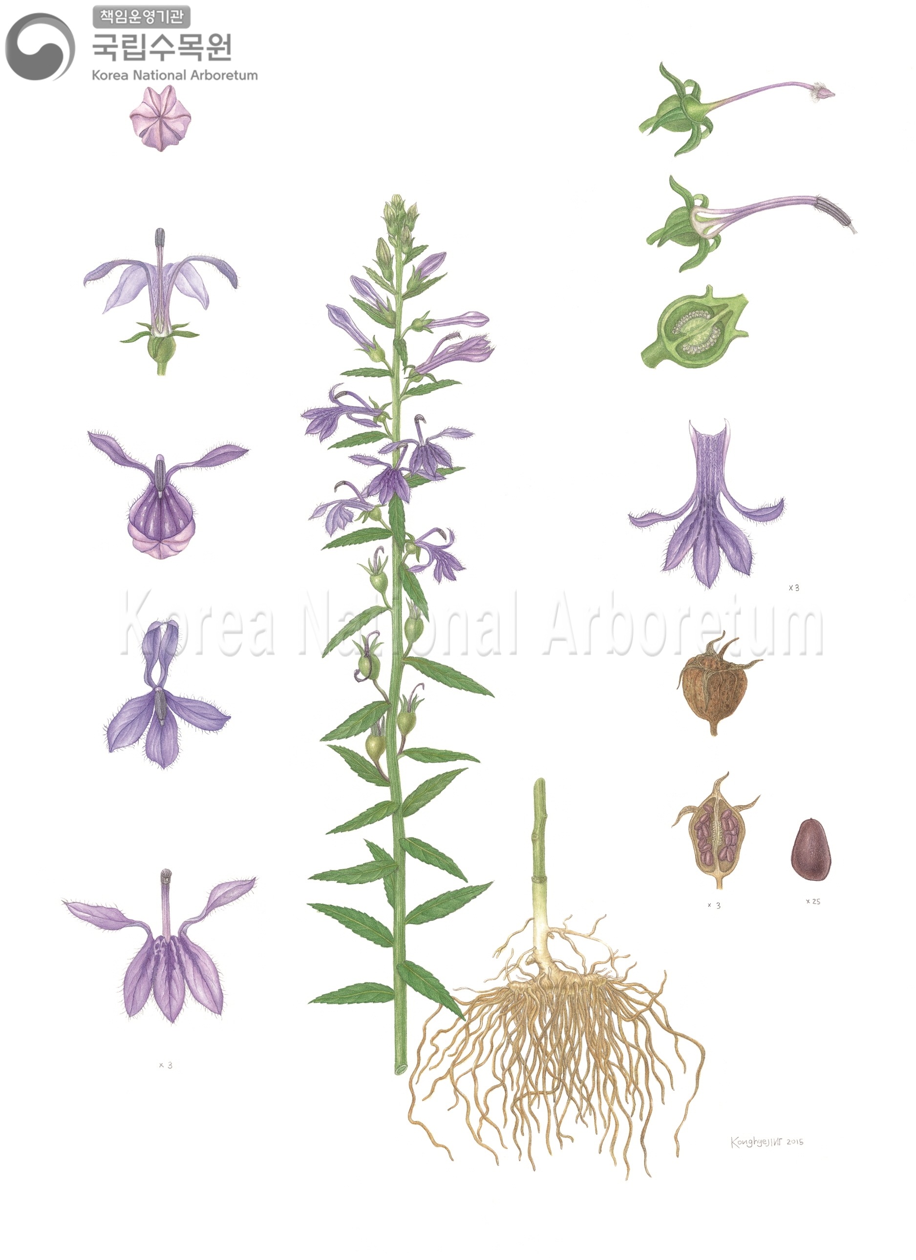 Plant Illustration Detailed View