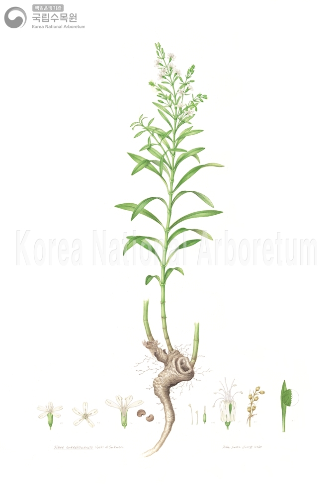 Plant Illustration Detailed View