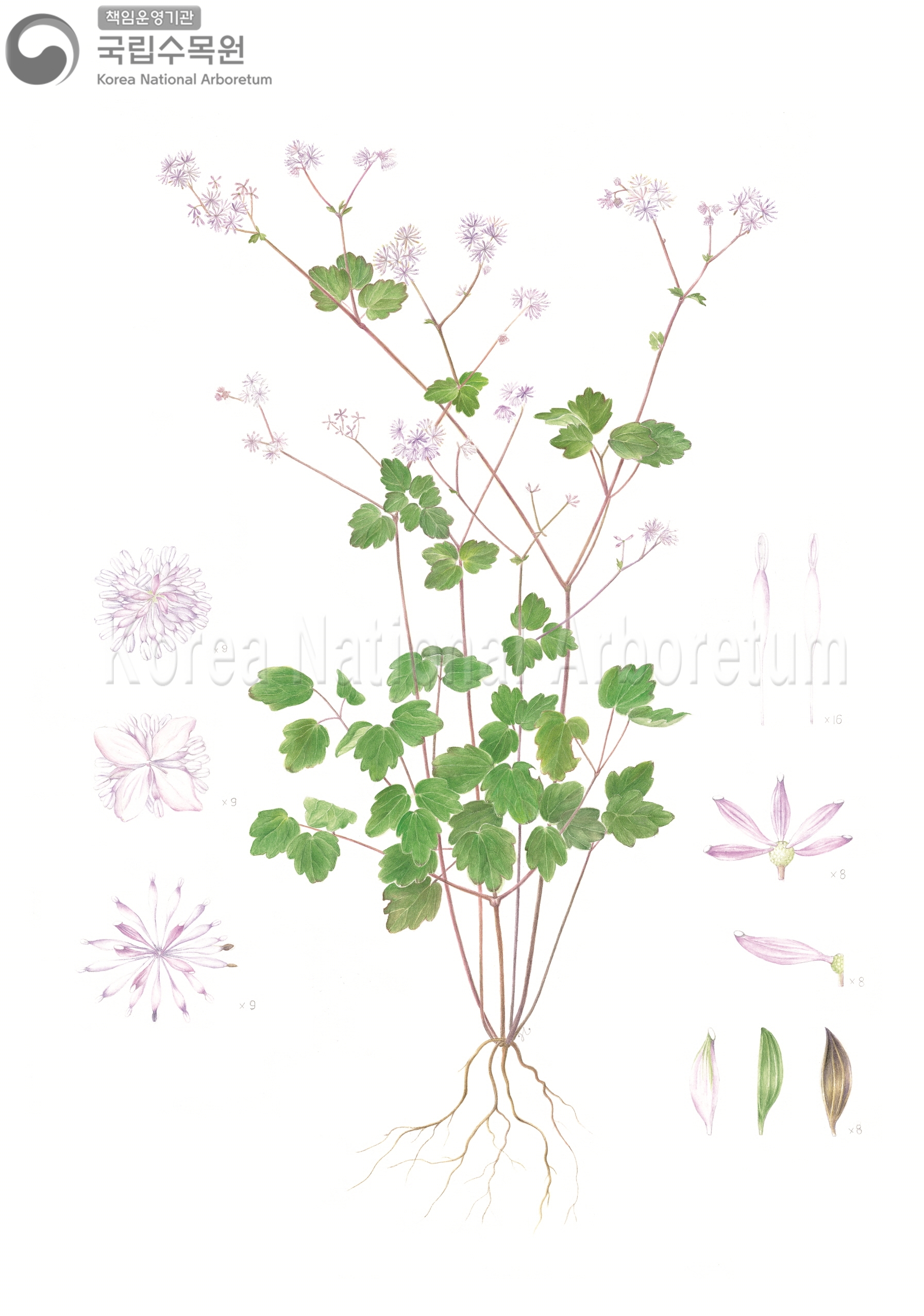 Plant Illustration Detailed View