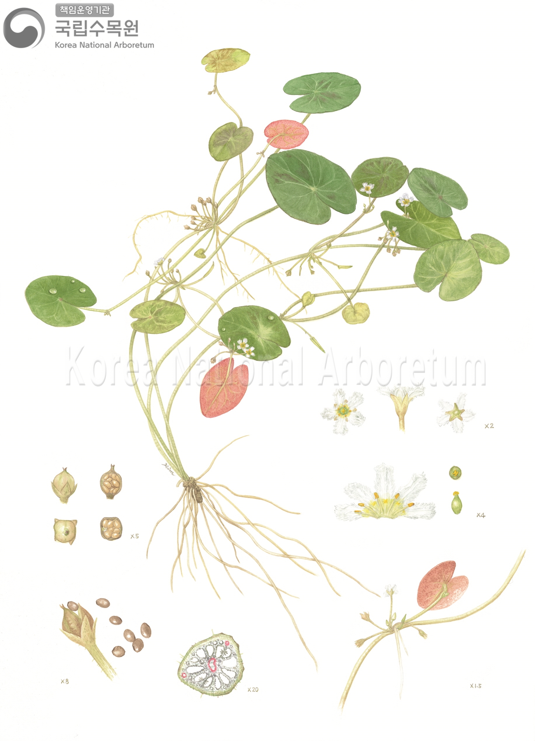 Plant Illustration Detailed View