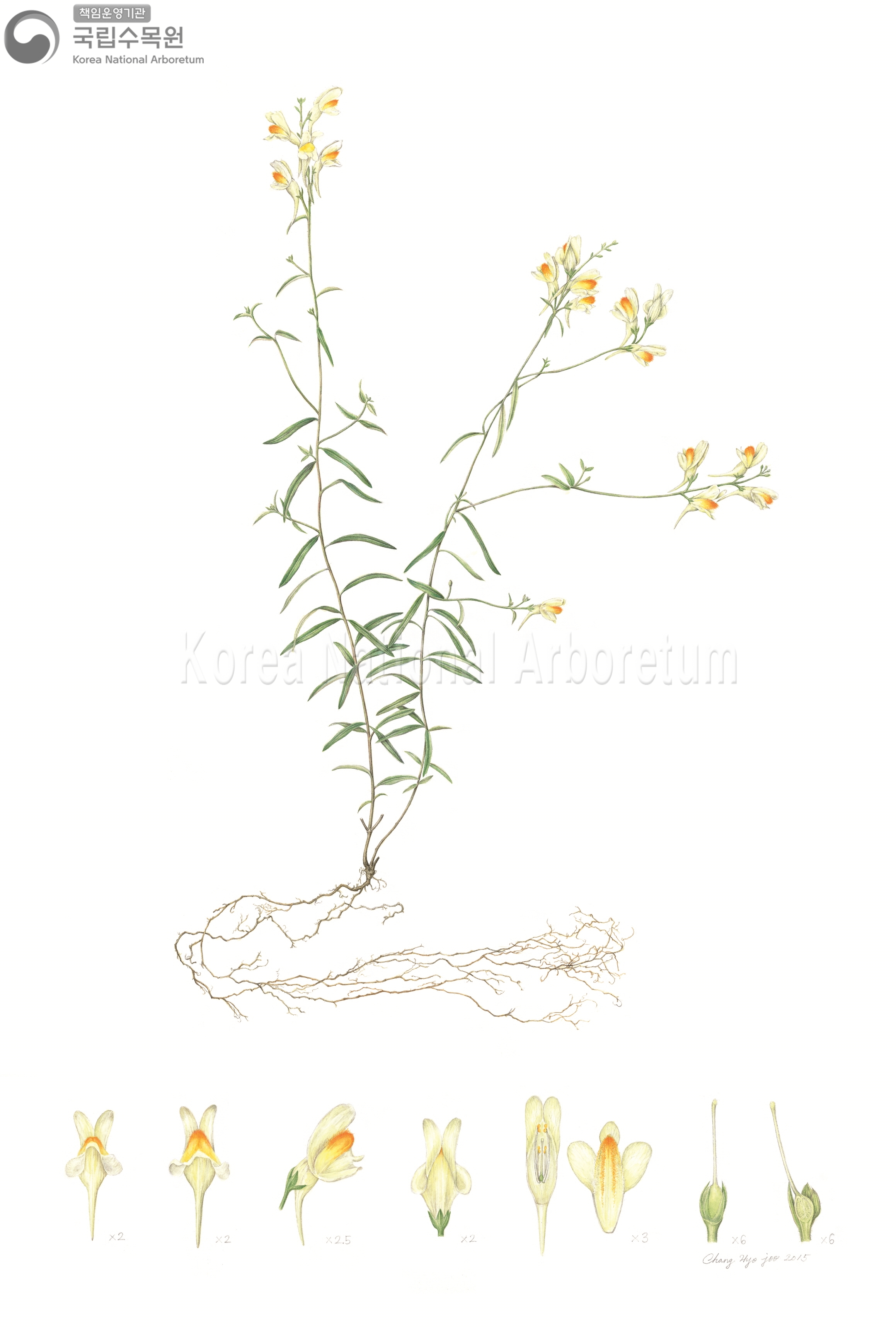 Plant Illustration Detailed View