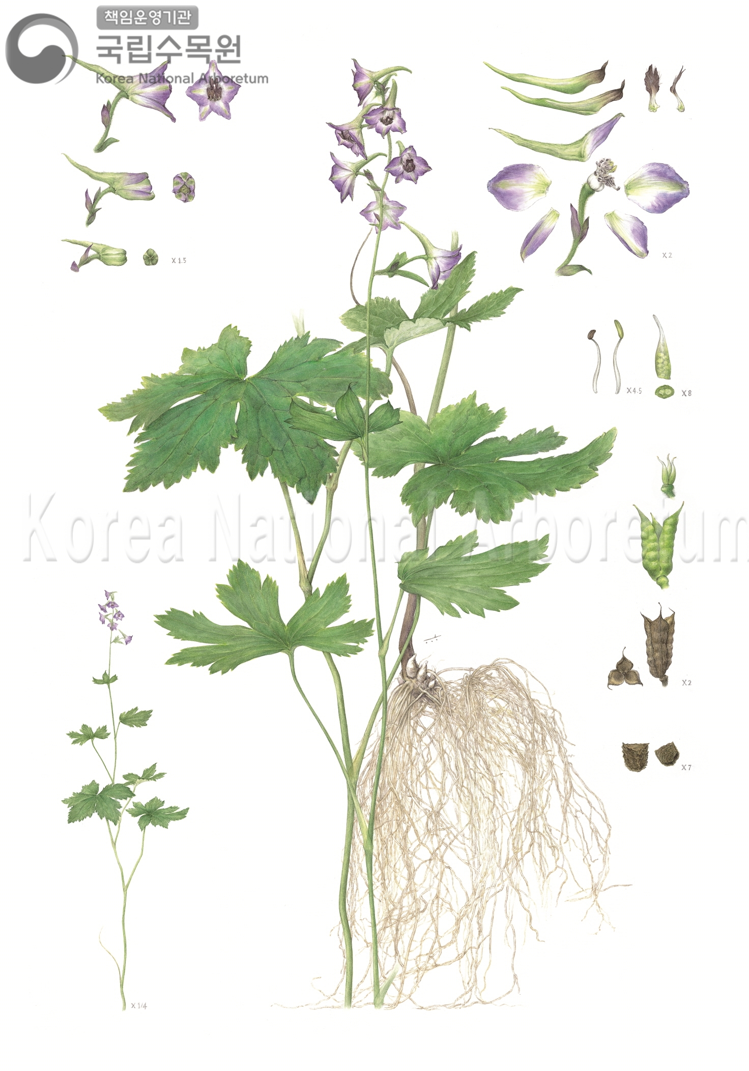 Plant Illustration Detailed View