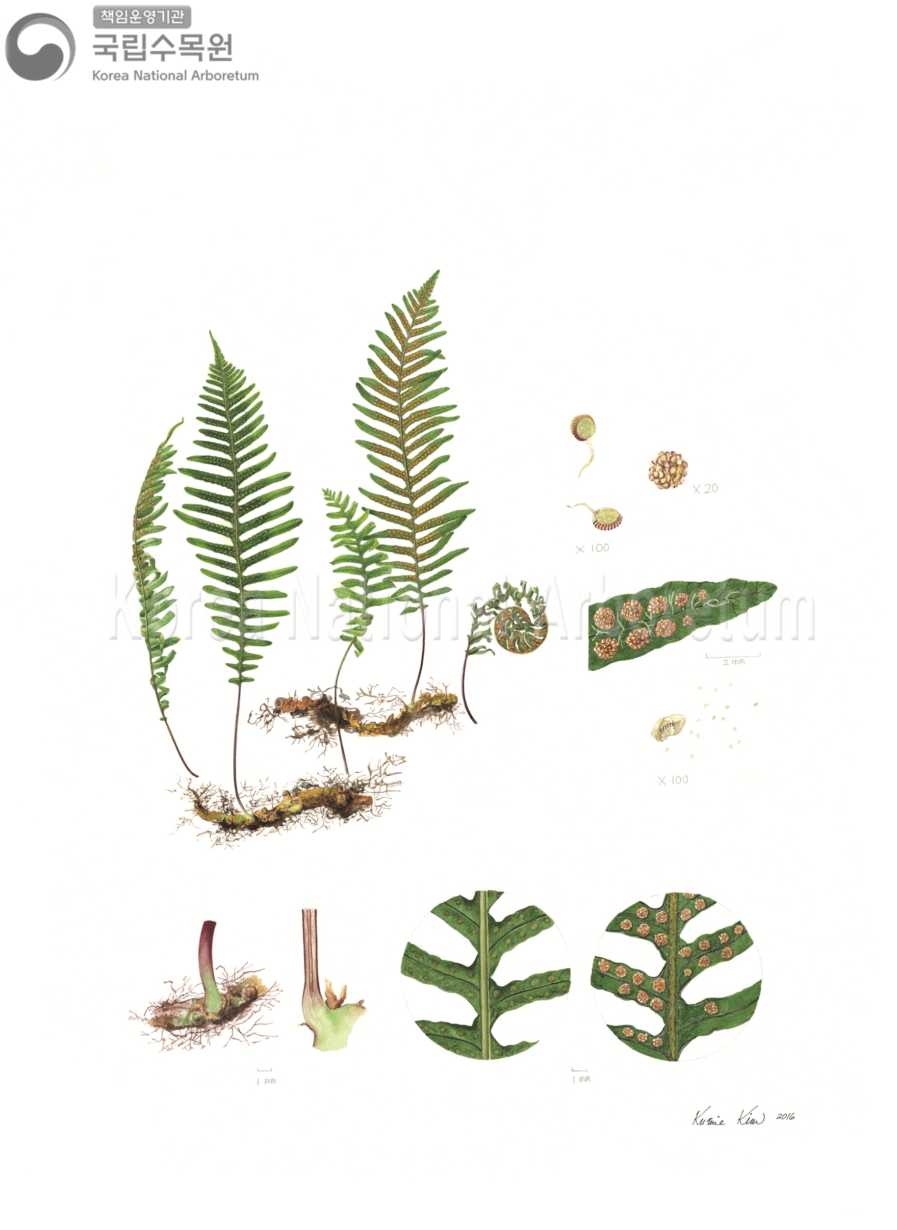 Plant Illustration Detailed View