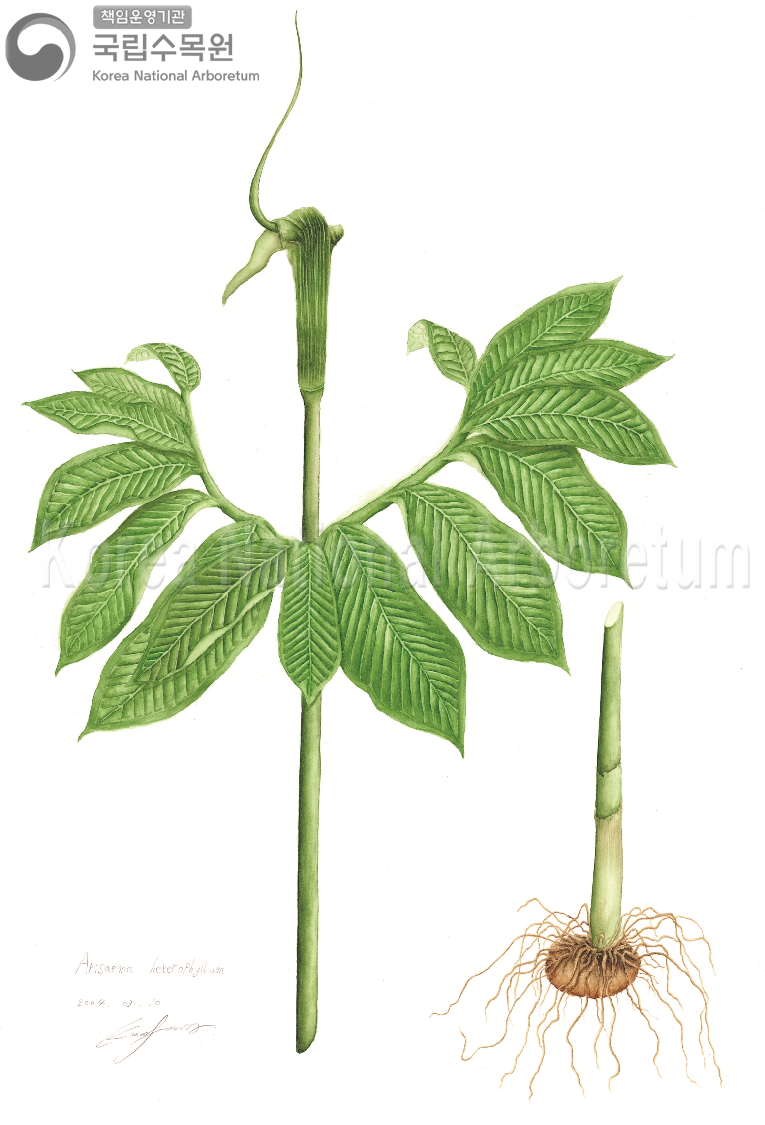 Plant Illustration Detailed View