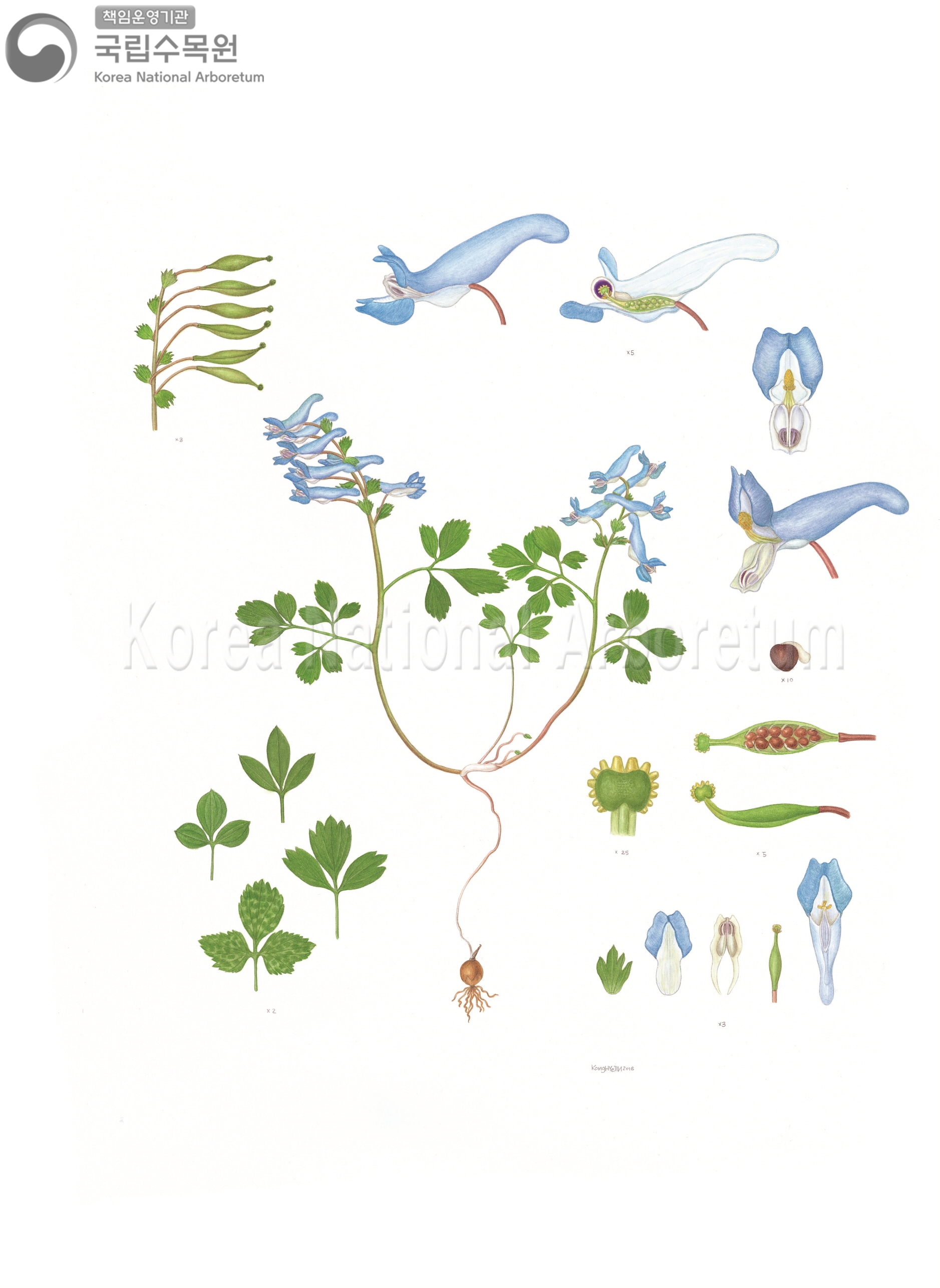 Plant Illustration Detailed View