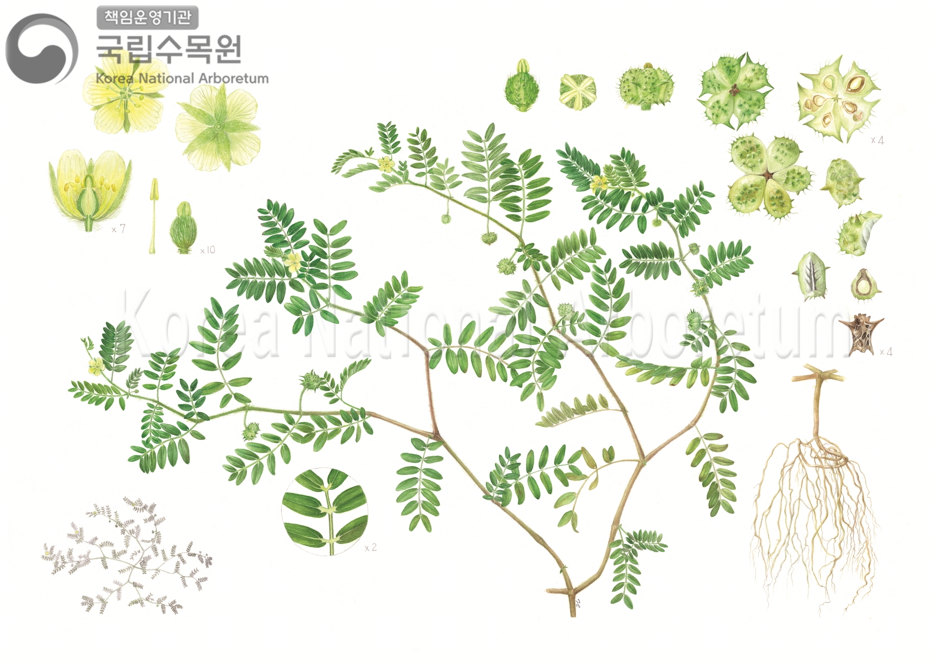 Plant Illustration Detailed View