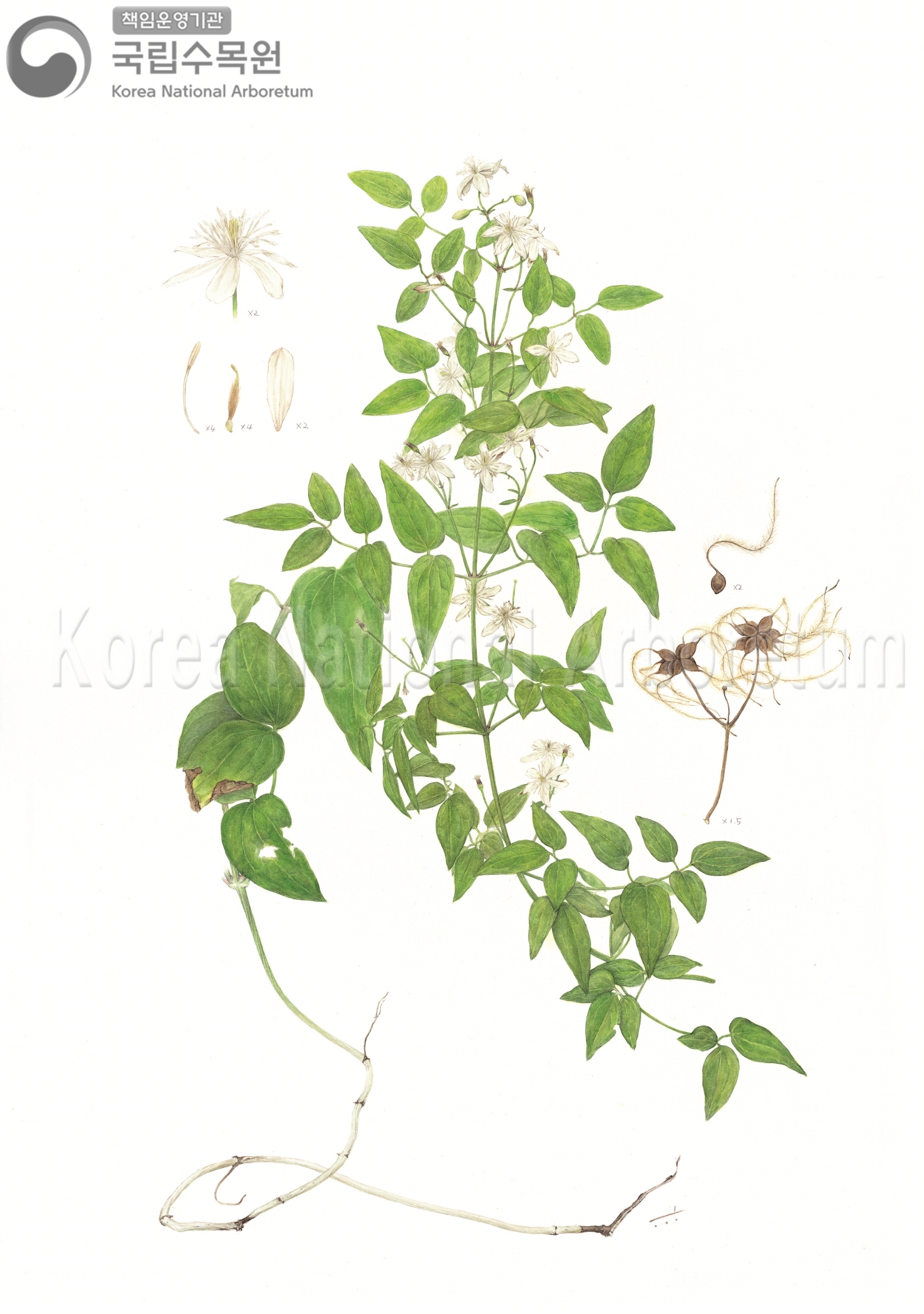 Plant Illustration Detailed View