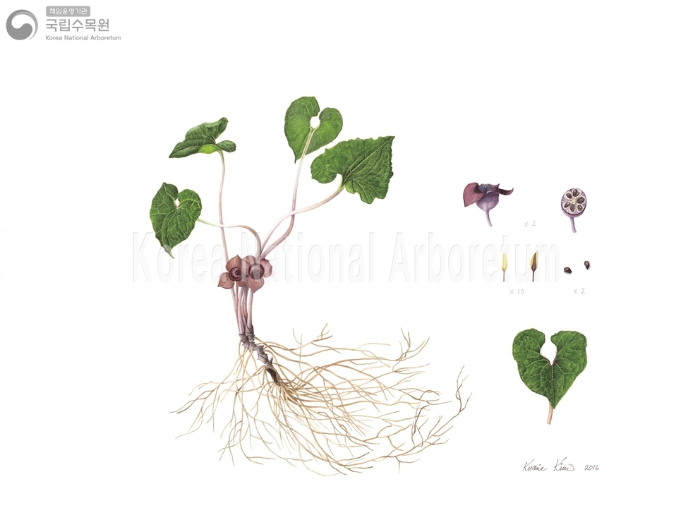 Plant Illustration Detailed View