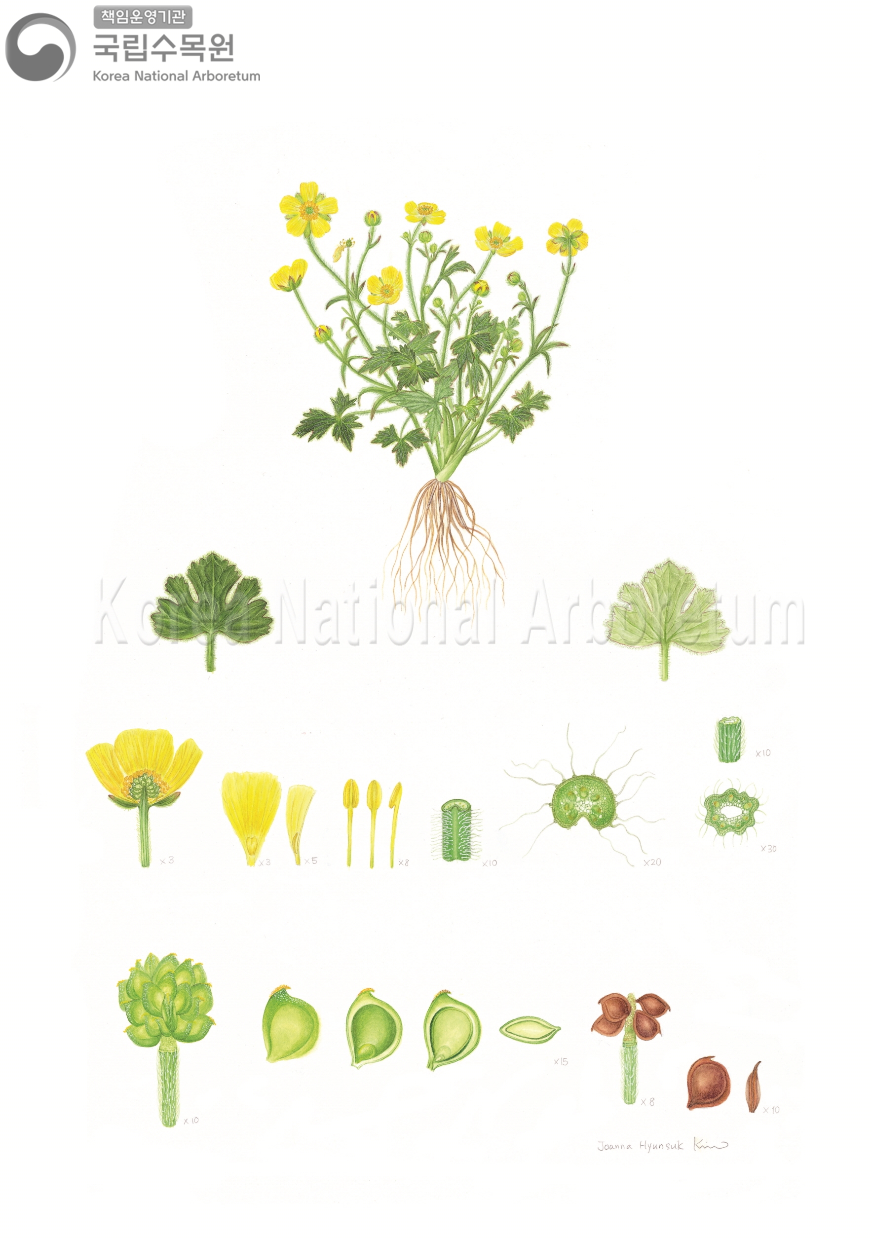 Plant Illustration Detailed View