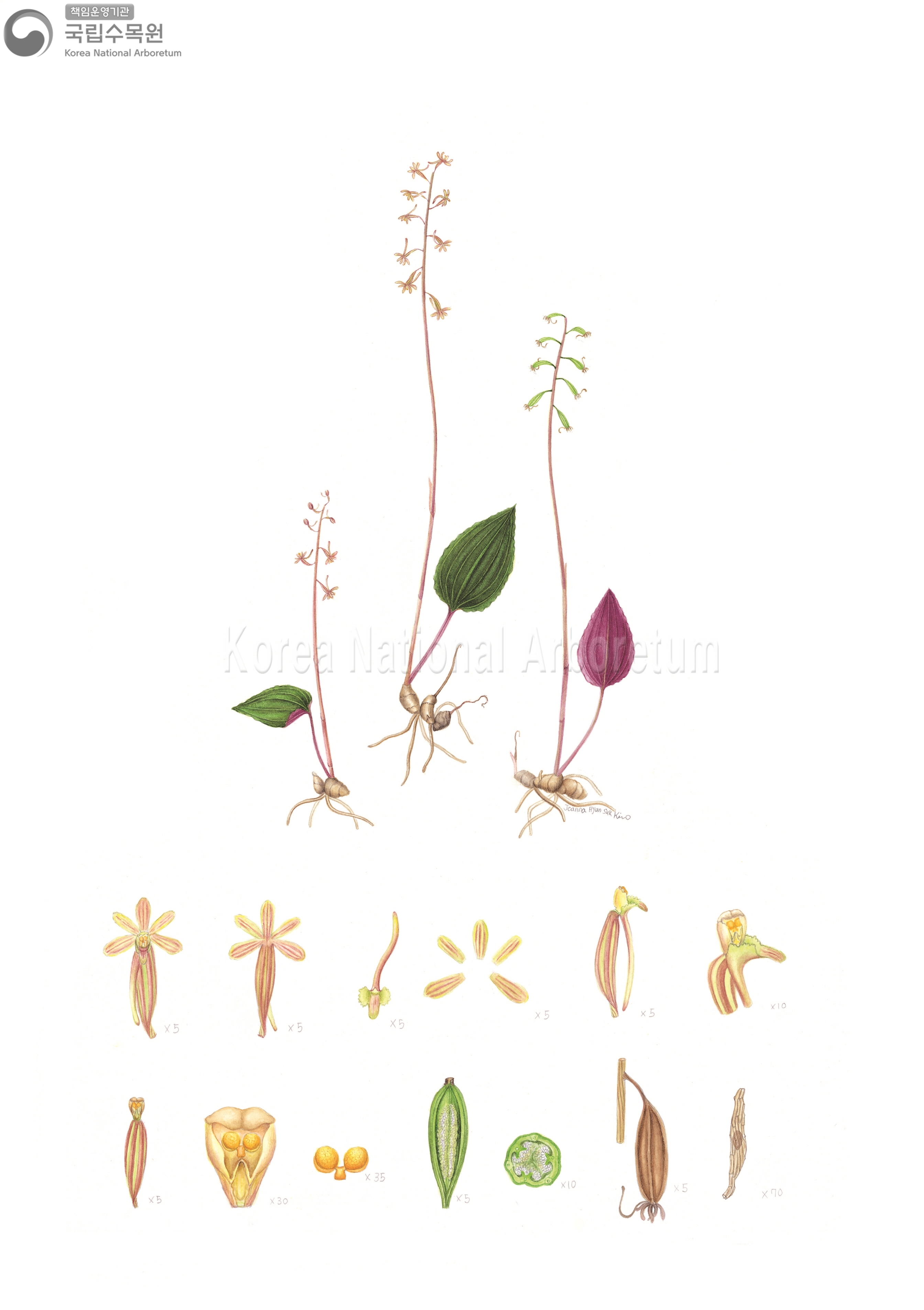 Plant Illustration Detailed View