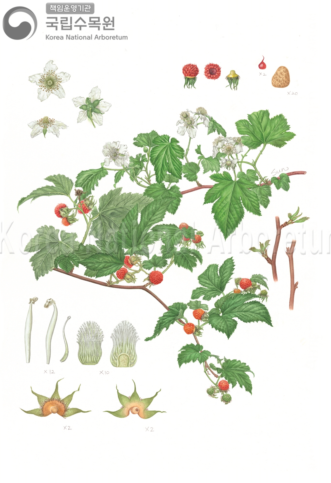 Plant Illustration Detailed View