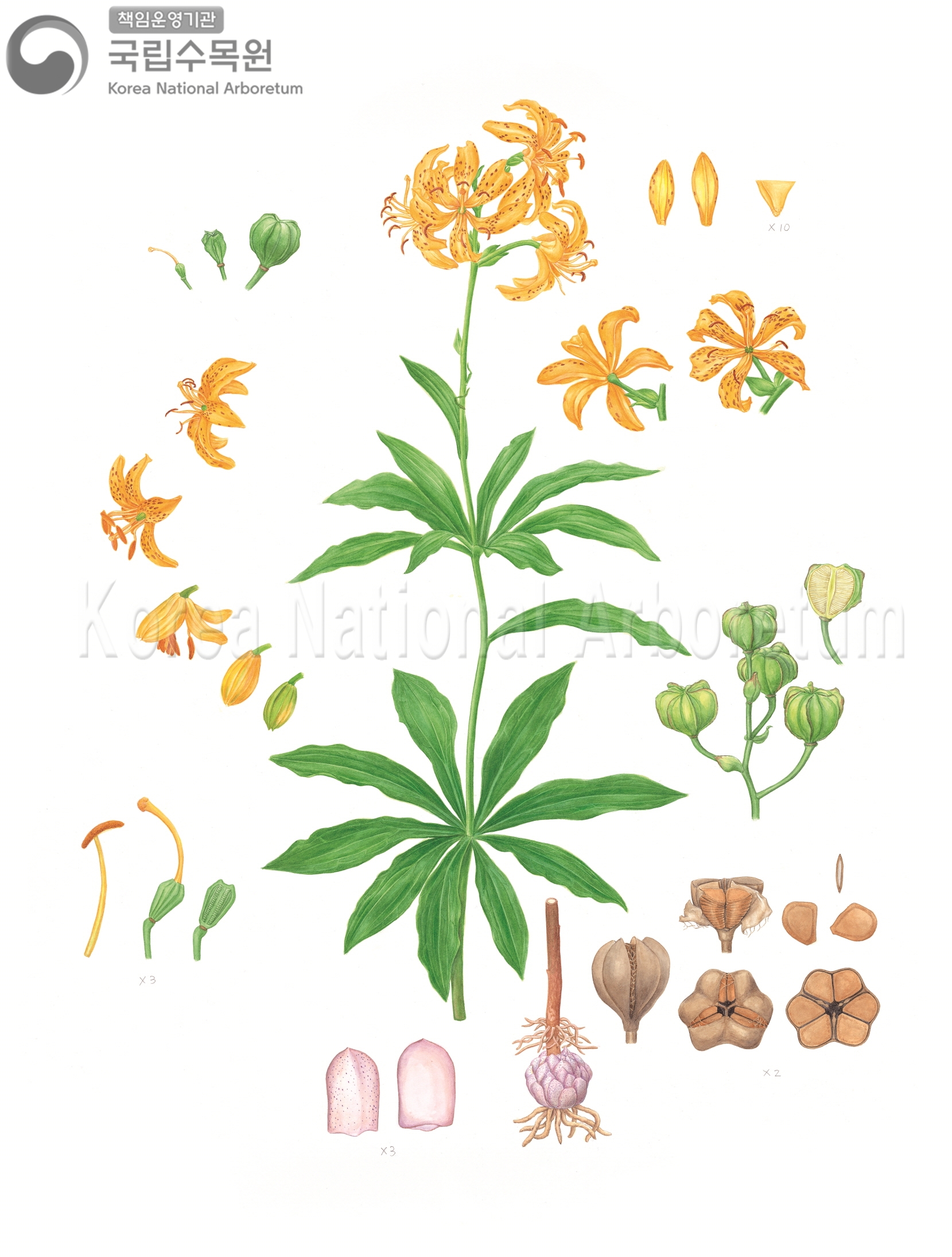 Plant Illustration Detailed View