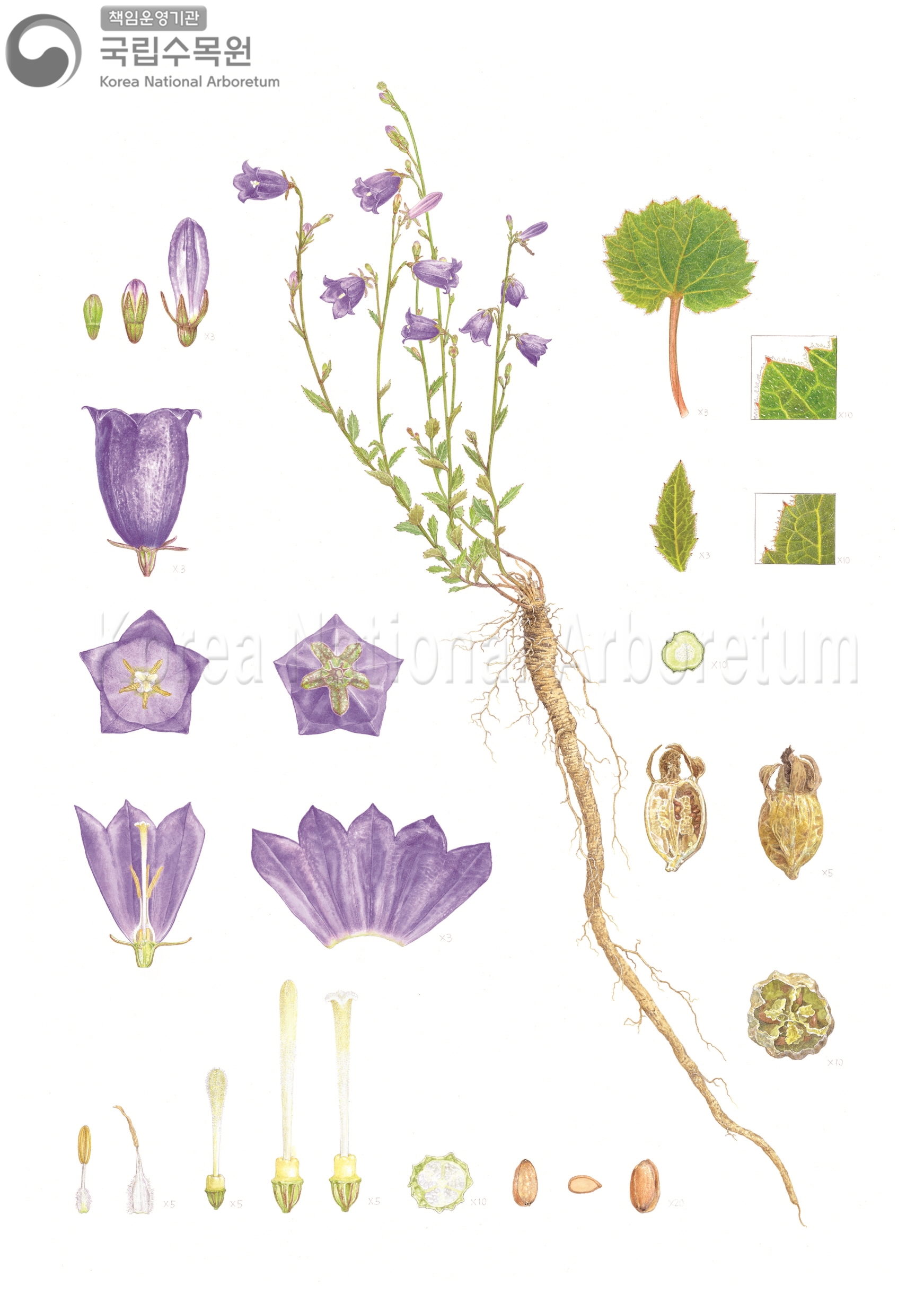 Plant Illustration Detailed View