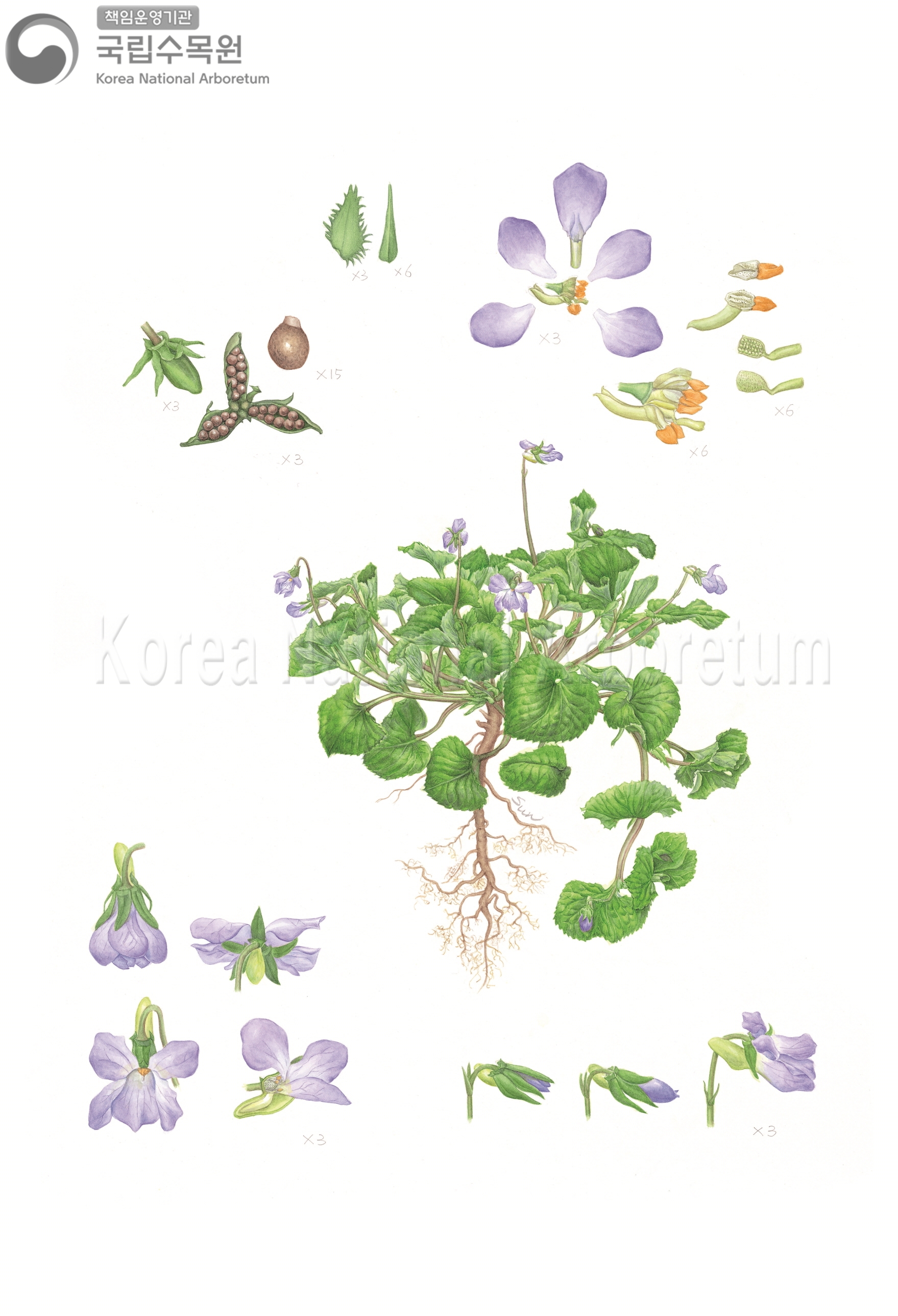 Plant Illustration Detailed View