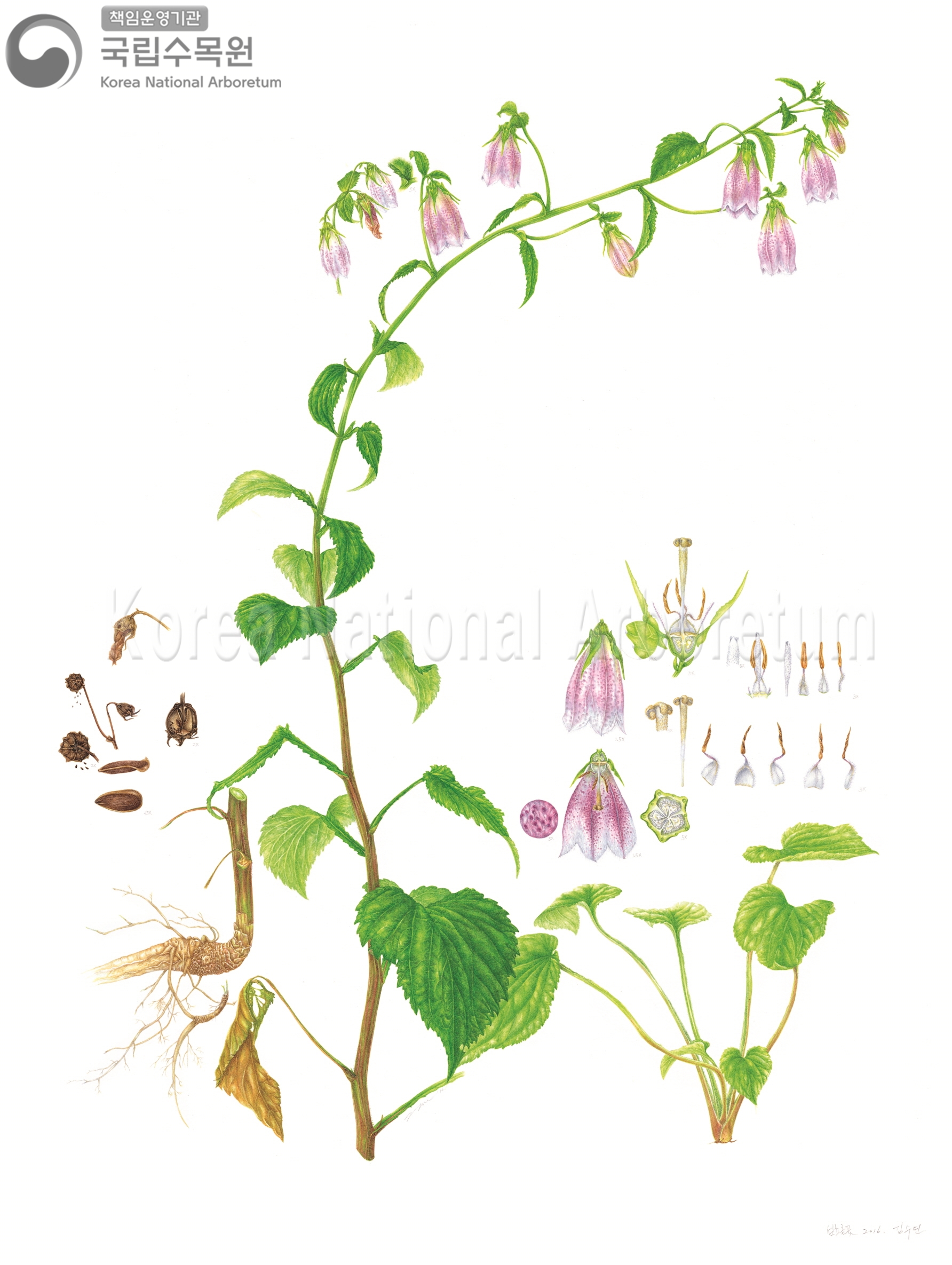 Plant Illustration Detailed View