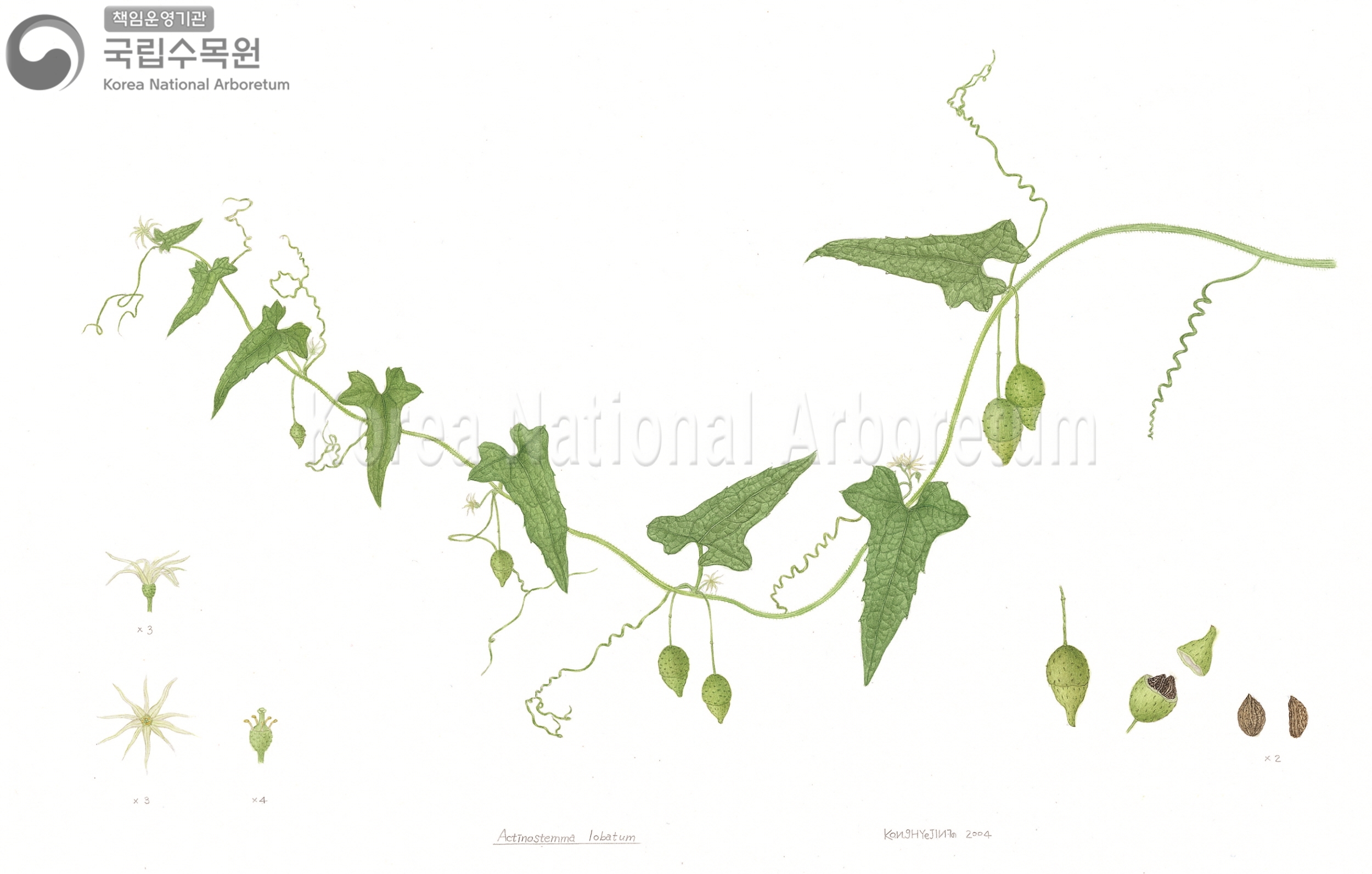 Plant Illustration Detailed View