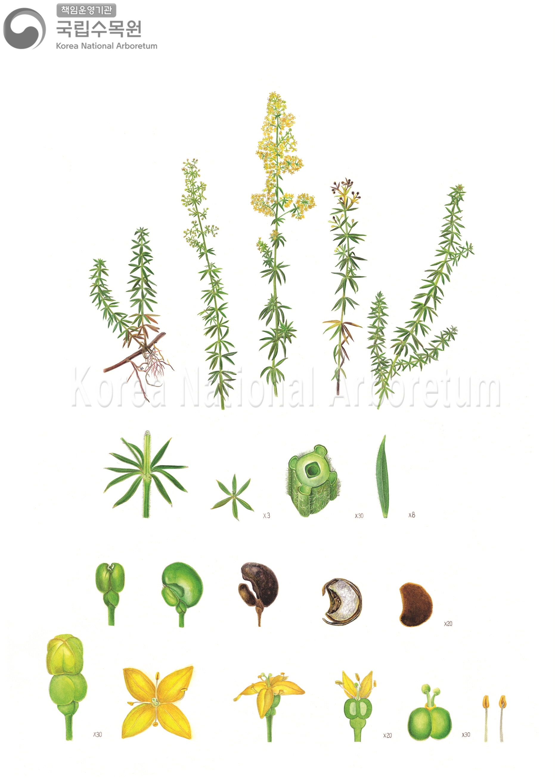 Plant Illustration Detailed View