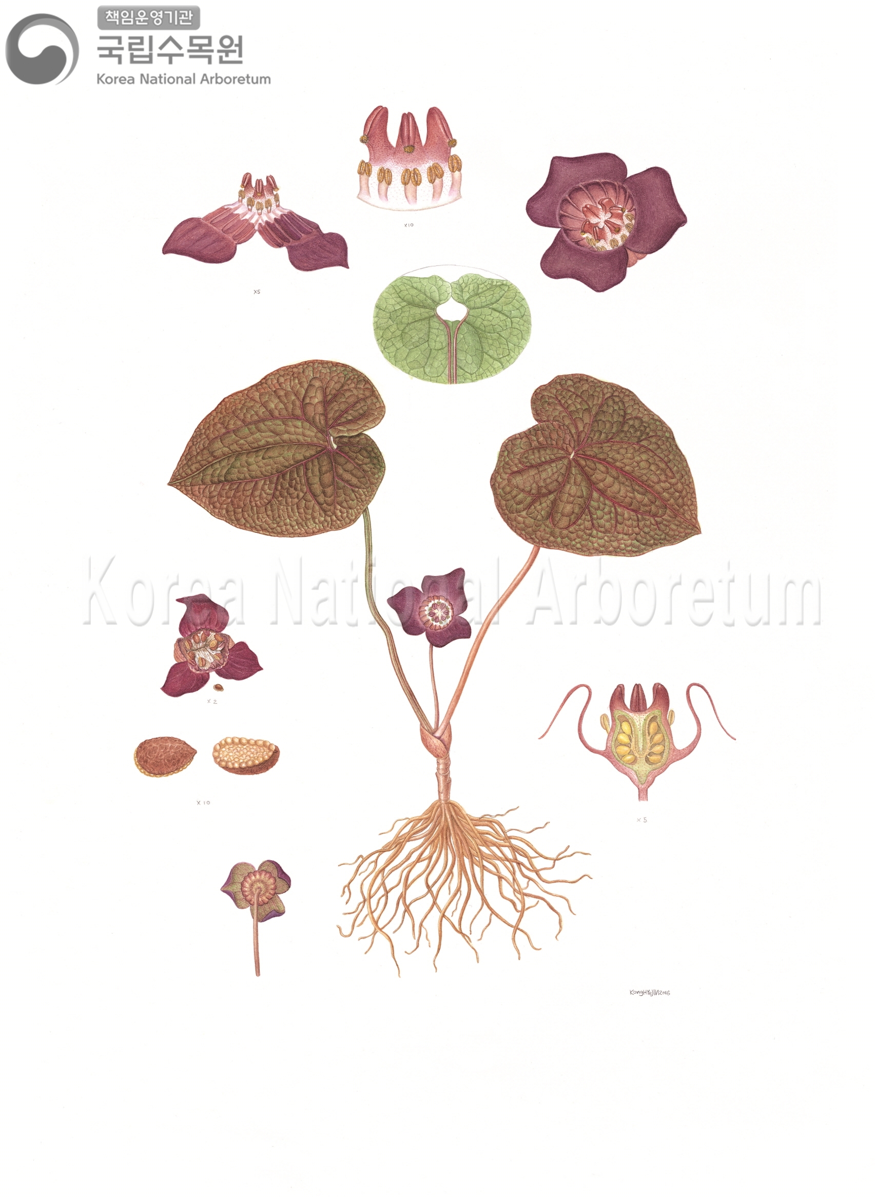 Plant Illustration Detailed View