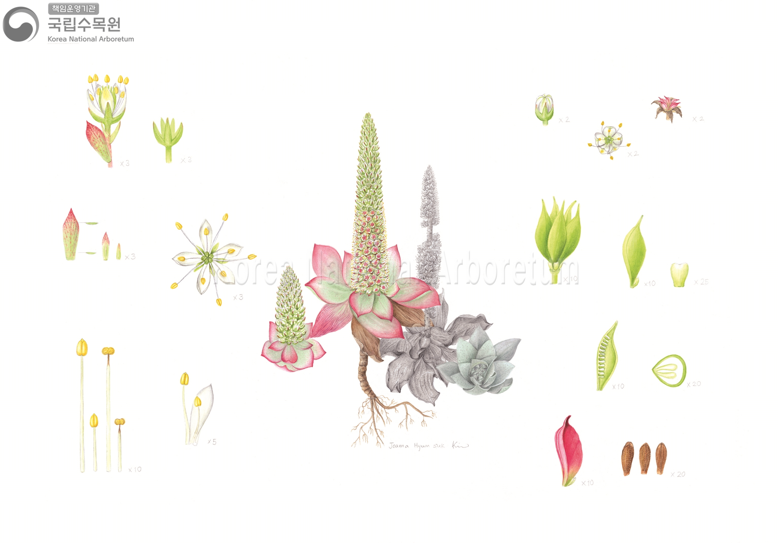 Plant Illustration Detailed View